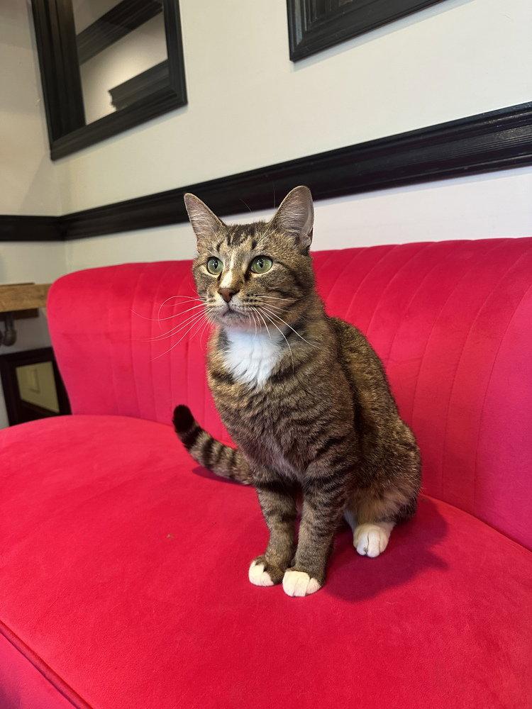 Rigel, Adoptable, Young Male Domestic Short Hair.