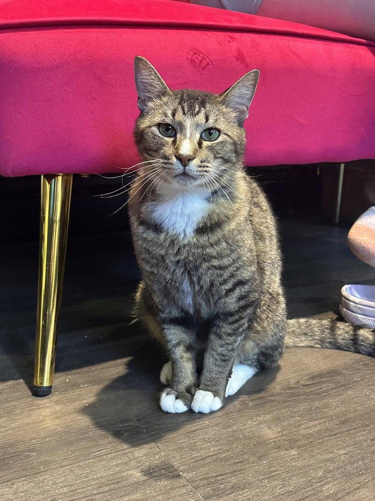 Enlarge Rigel, a Adoptable Domestic Short Hair in O'Fallon, MO image 2/3