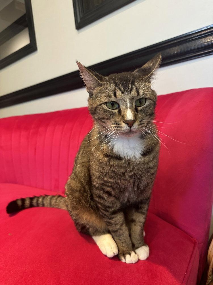 Enlarge Rigel, a Adoptable Domestic Short Hair in O'Fallon, MO image 3/3
