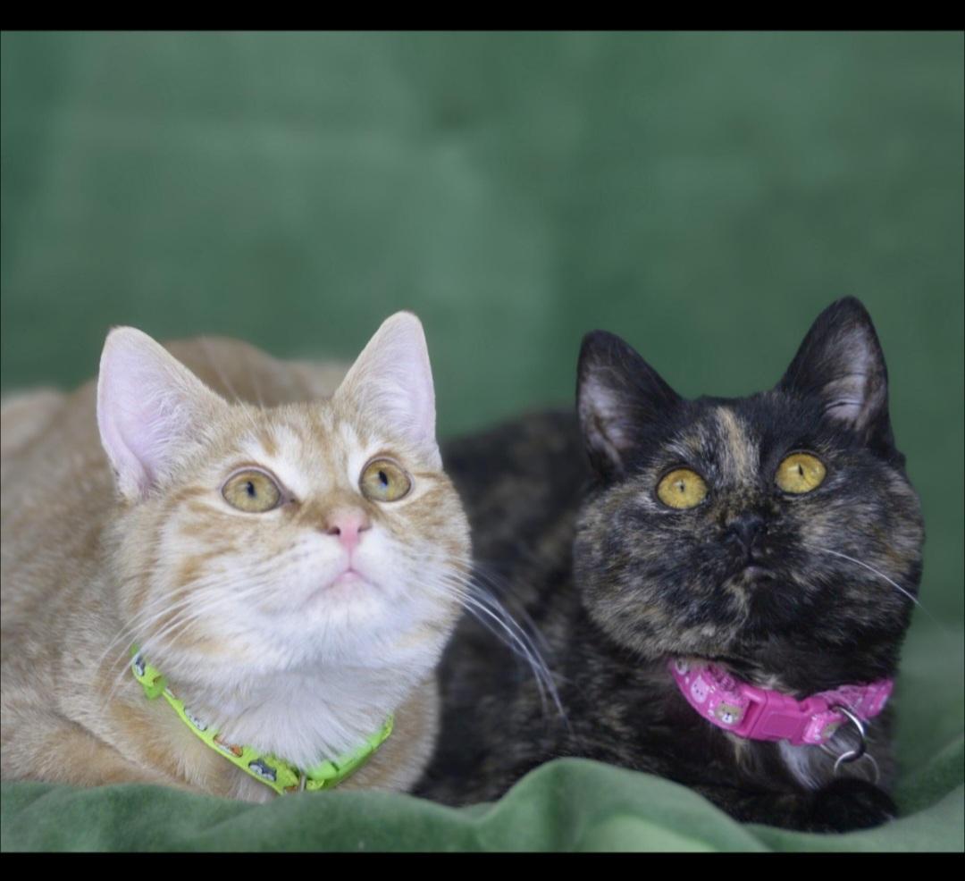 Timon, an adopted Domestic Short Hair in Hagerstown, MD image 2/3