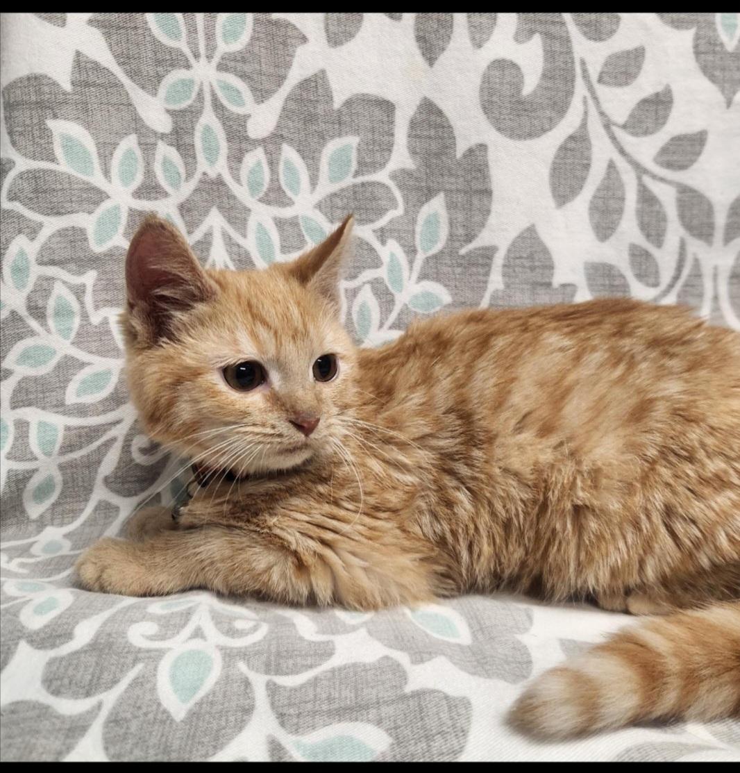 Timon, an adopted Domestic Short Hair in Hagerstown, MD image 1/3