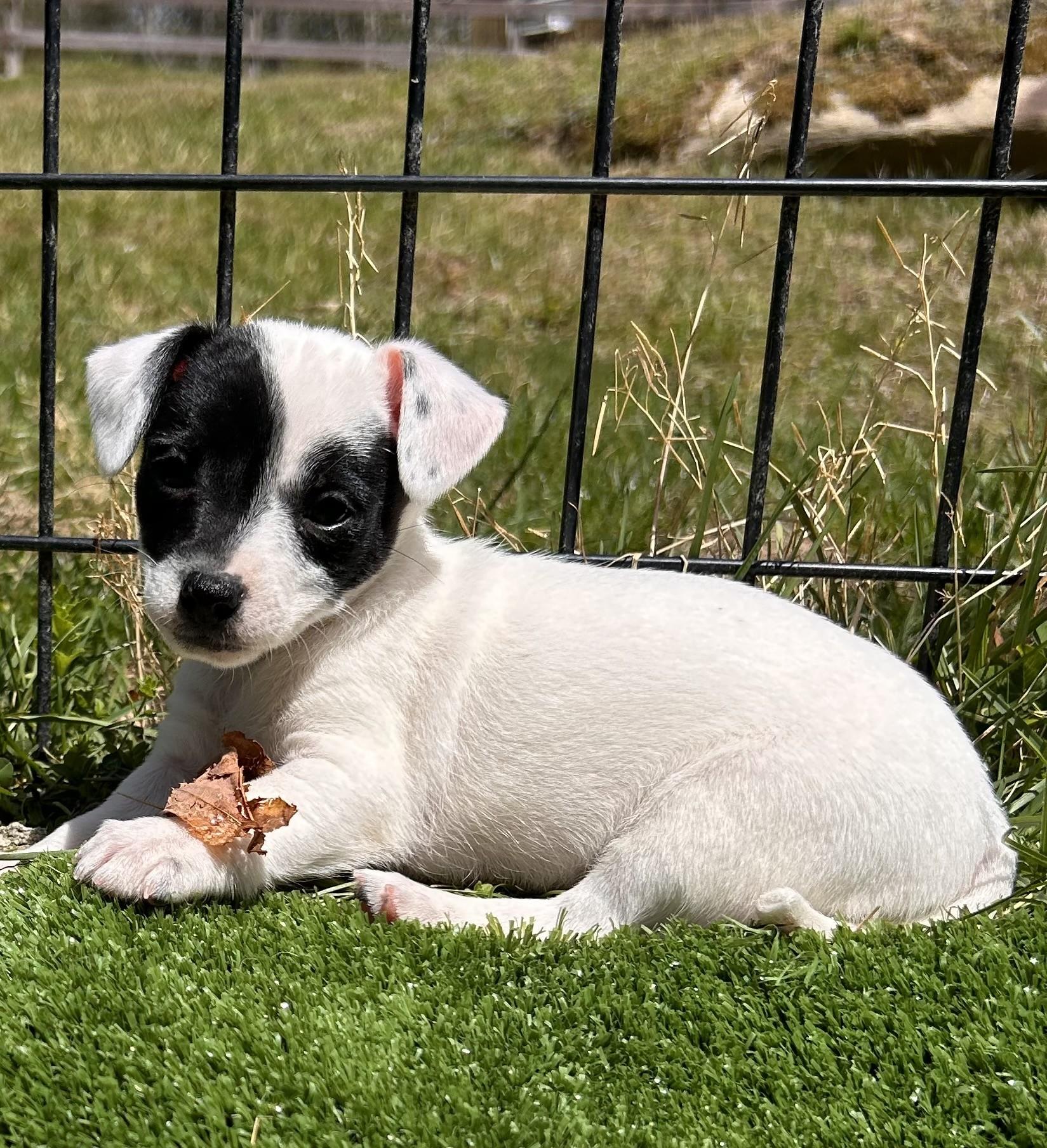 Charlotte , adopted, Puppy Female Jack Russell Terrier & Chihuahua.