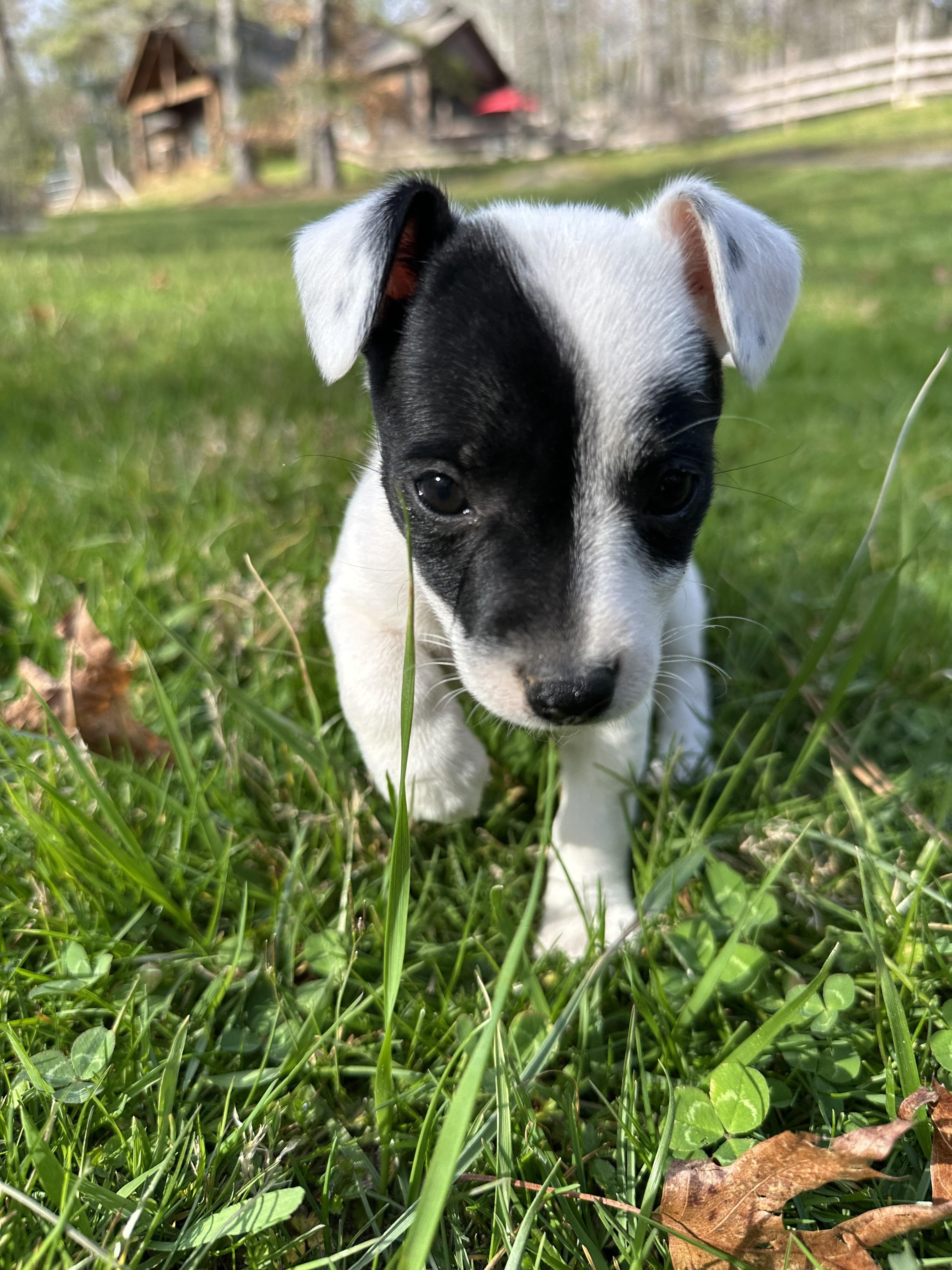 Enlarge Charlotte , an adopted mixed breed in Cedar Mountain, NC image 5/5