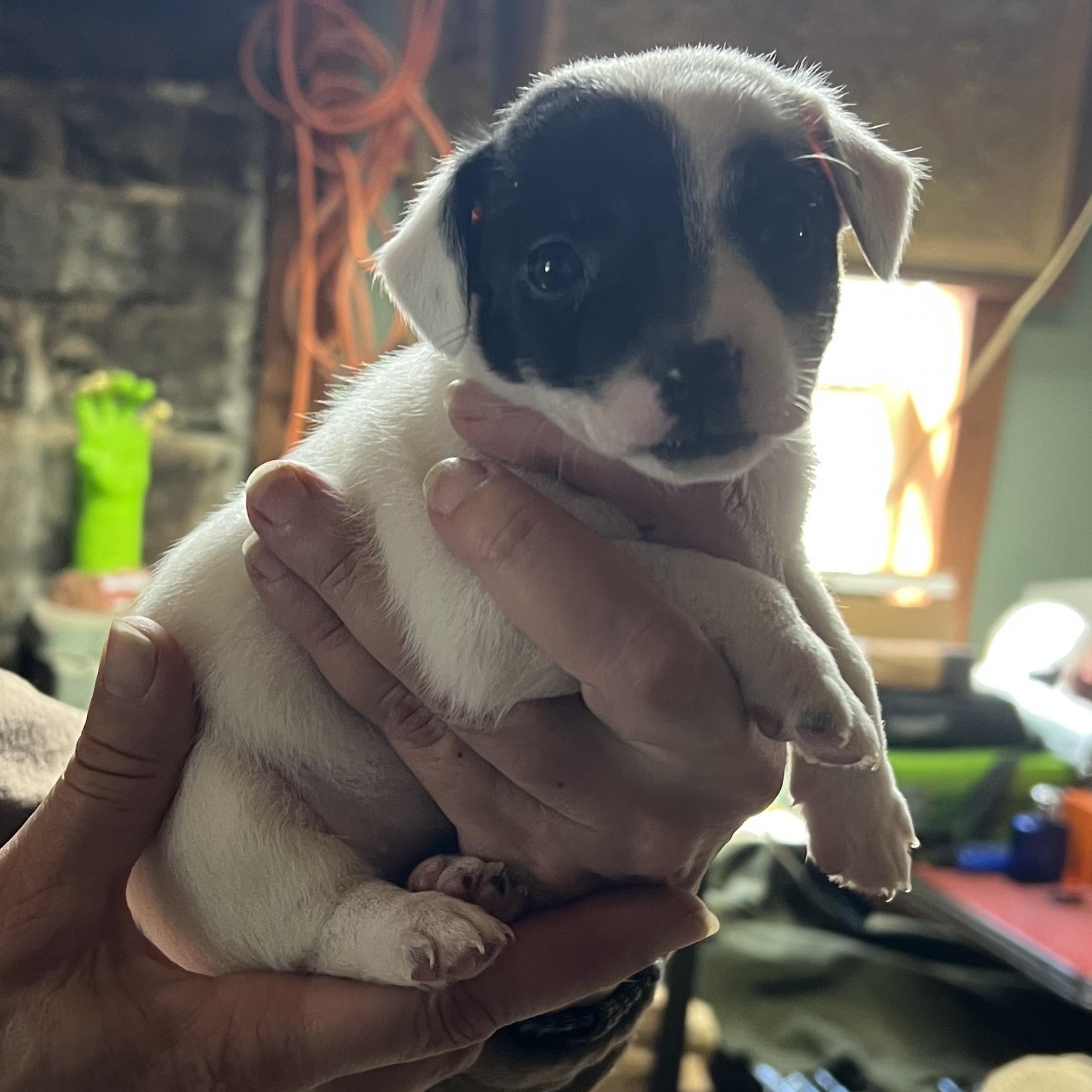 Enlarge Charlotte , a ADOPTABLE mixed breed in Cedar Mountain, NC image 4/4