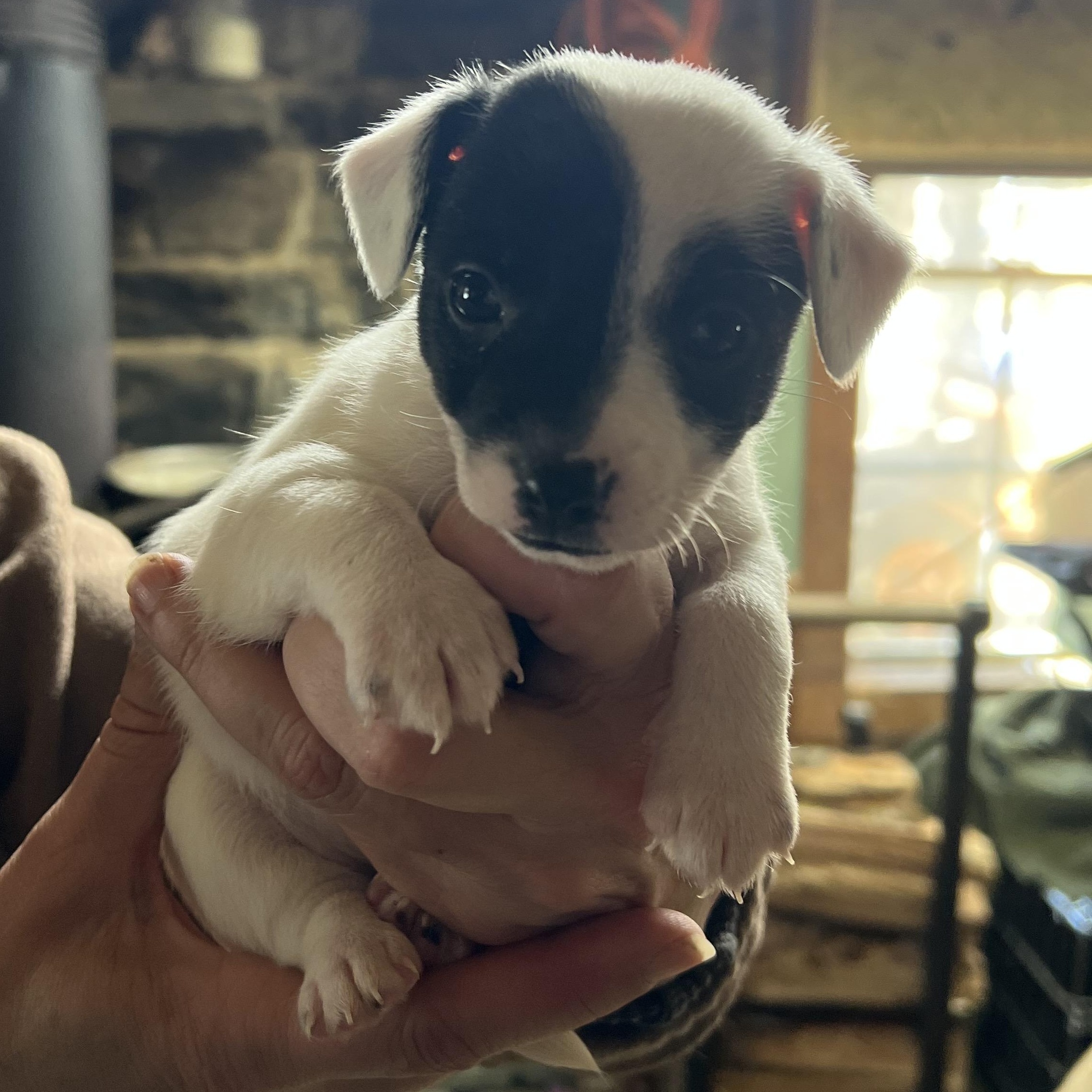 Enlarge Charlotte , a ADOPTABLE mixed breed in Cedar Mountain, NC image 3/4