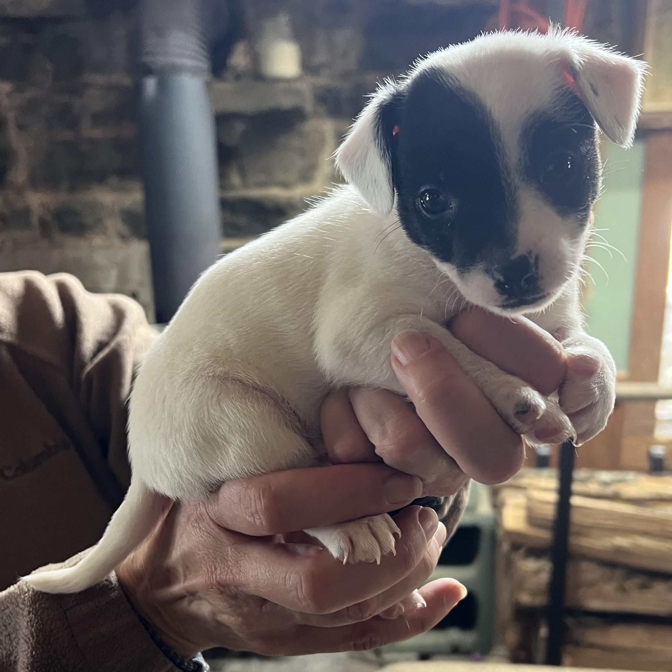 Enlarge Charlotte , a ADOPTABLE mixed breed in Cedar Mountain, NC image 2/4