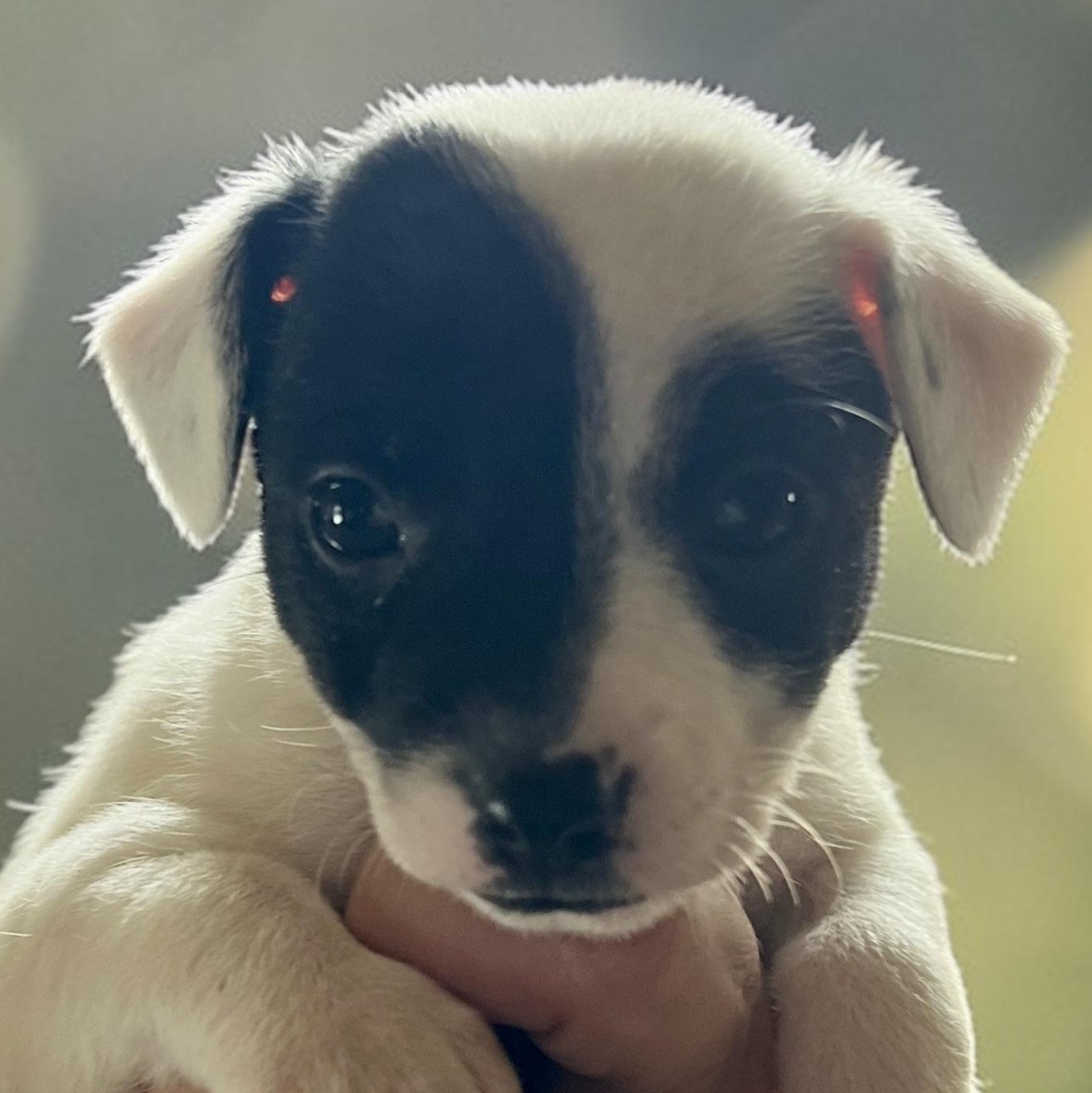 Enlarge Charlotte , a ADOPTABLE mixed breed in Cedar Mountain, NC image 1/4