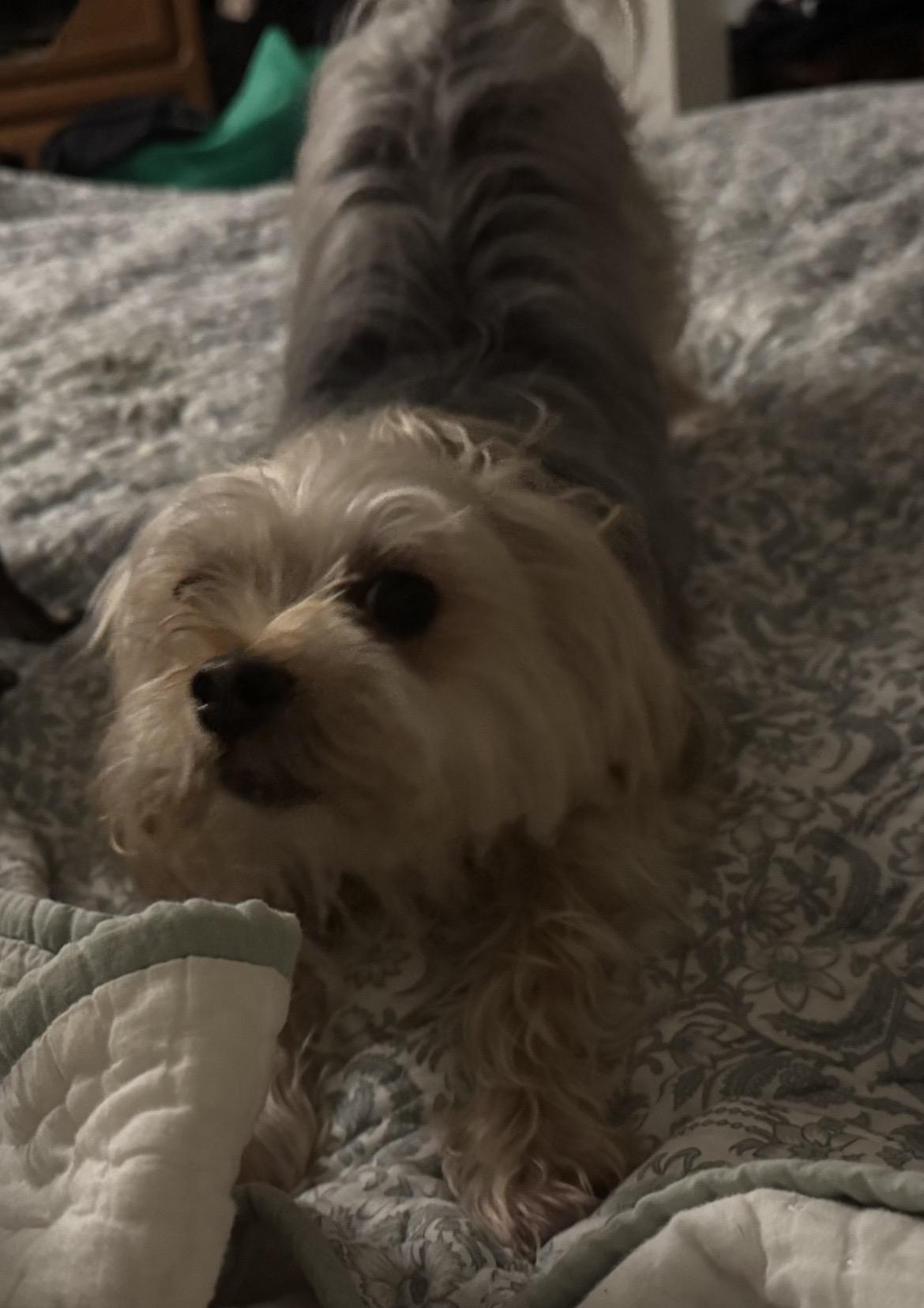 Enlarge Jake, a ADOPTABLE mixed breed in Lincoln University, PA image 2/4