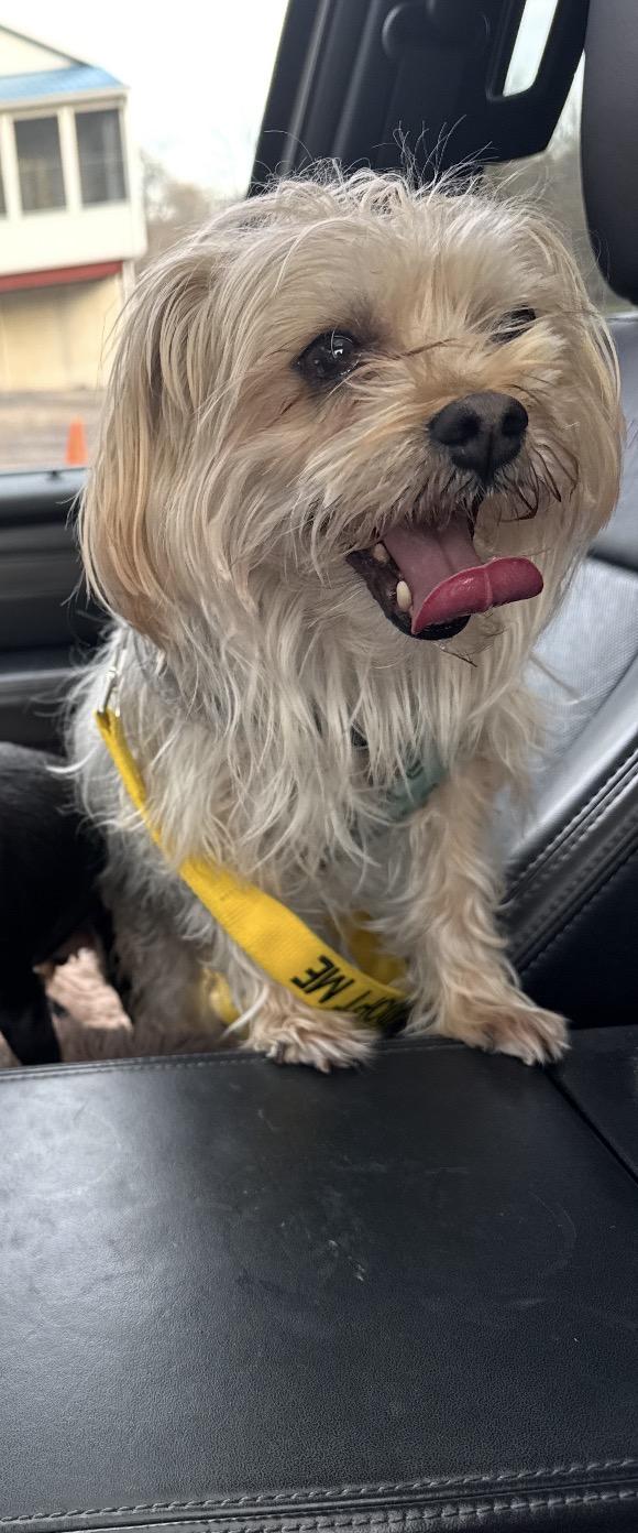 Jake, ADOPTABLE, Adult Male Yorkshire Terrier & Maltese.