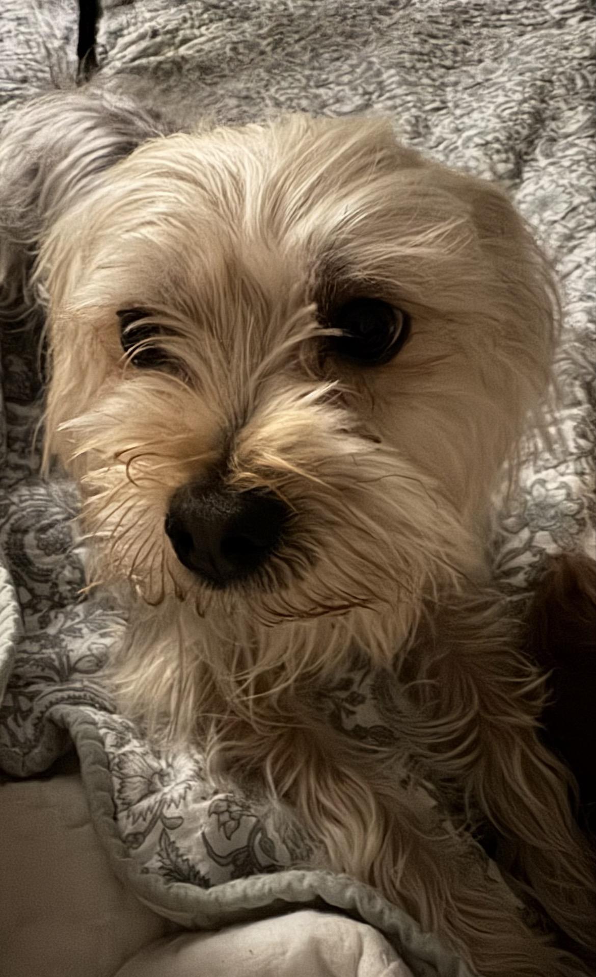 Enlarge Jake, a ADOPTABLE mixed breed in Lincoln University, PA image 4/4