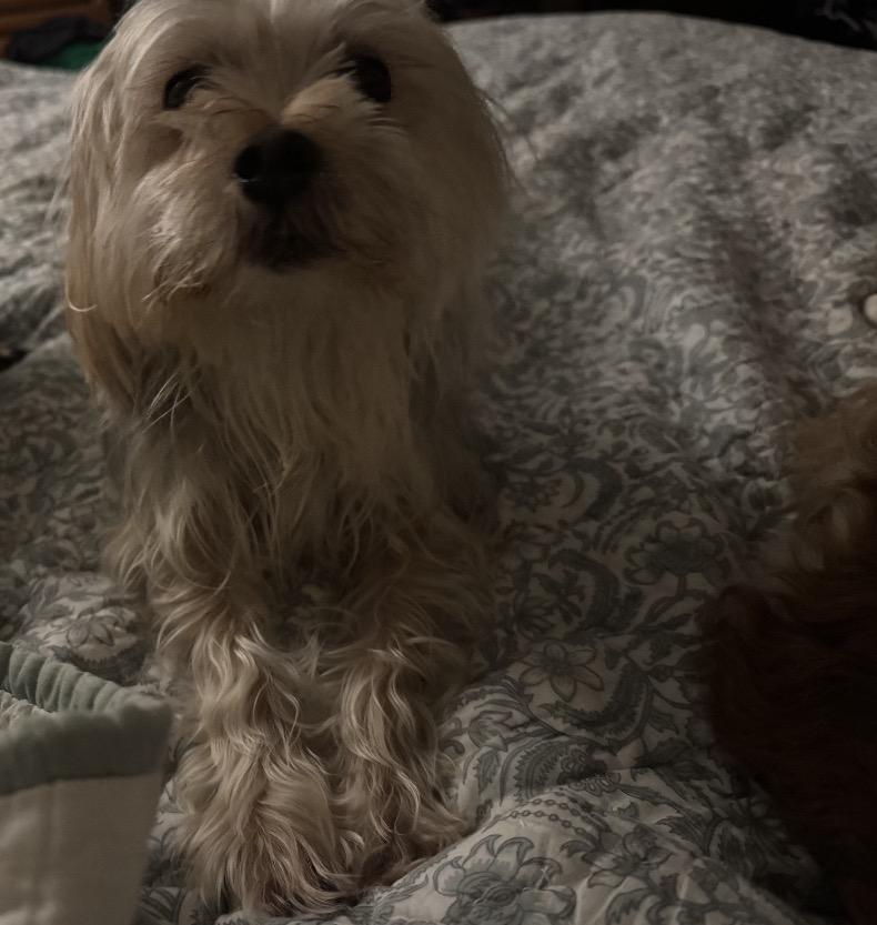 Enlarge Jake, a ADOPTABLE mixed breed in Lincoln University, PA image 3/4