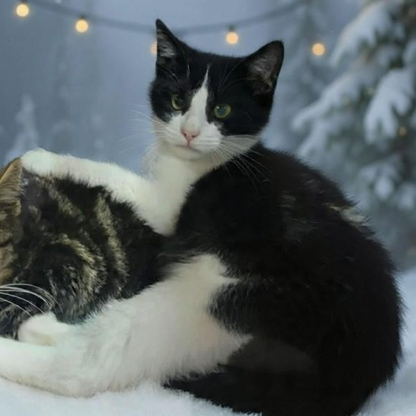 HAROLD - FFPR, ADOPTABLE, Kitten Male Domestic Short Hair.