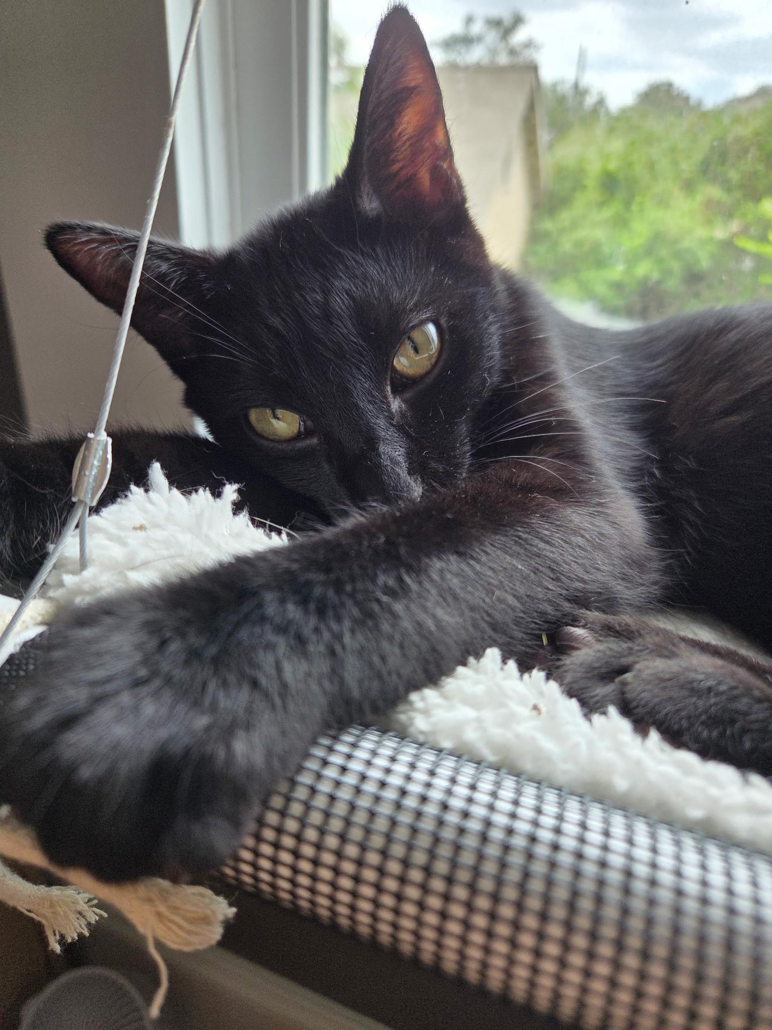 Gio =^.^=, Adoptable, Young Male Domestic Short Hair.