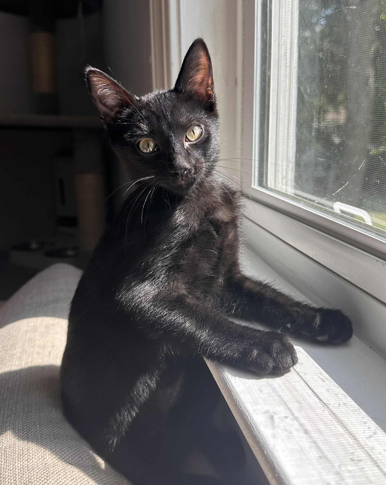 Enlarge Gio =^.^=, a Adoptable Domestic Short Hair in Jacksonville, FL image 2/3