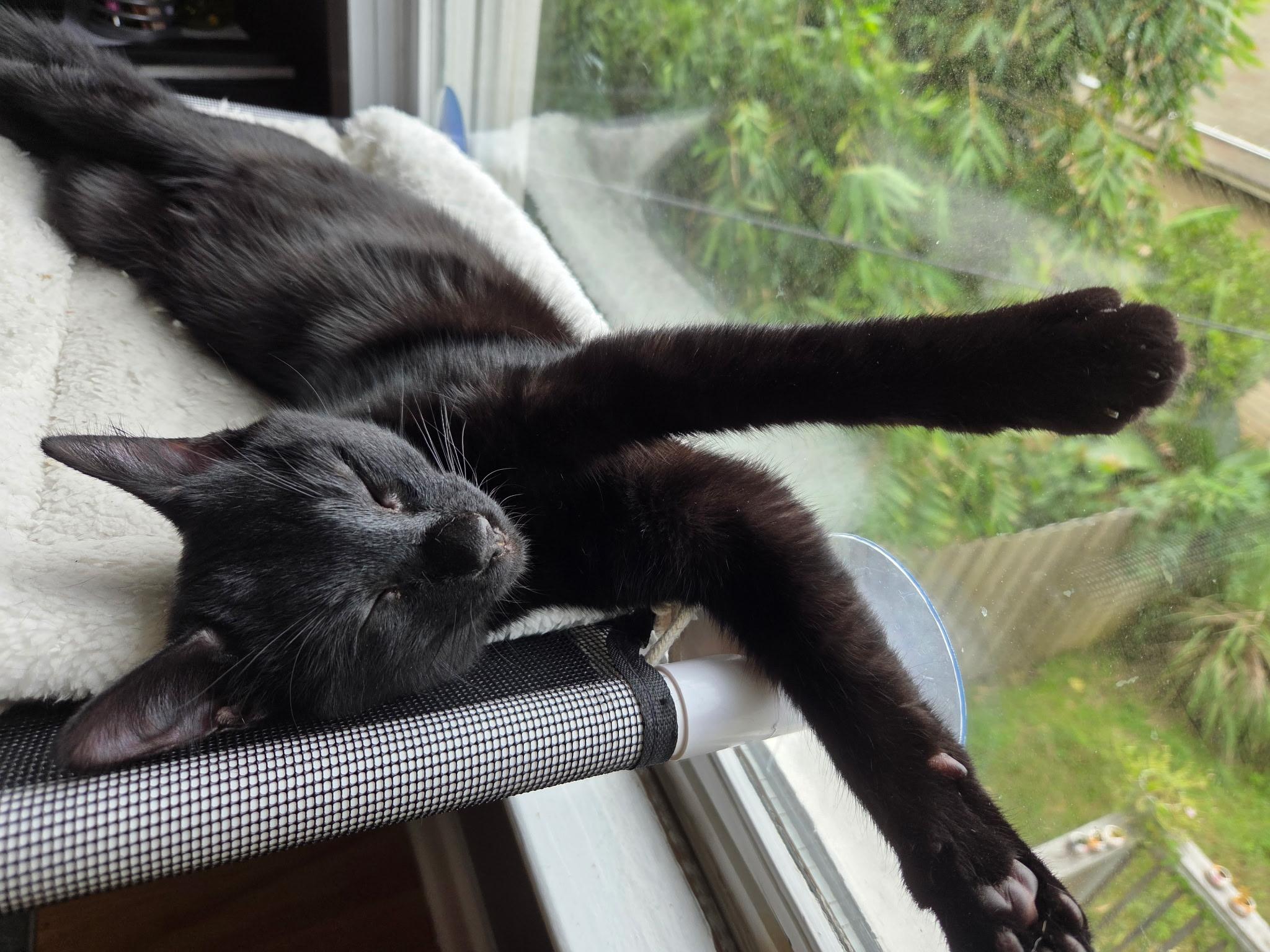 Enlarge Gio =^.^=, a Adoptable Domestic Short Hair in Jacksonville, FL image 3/3
