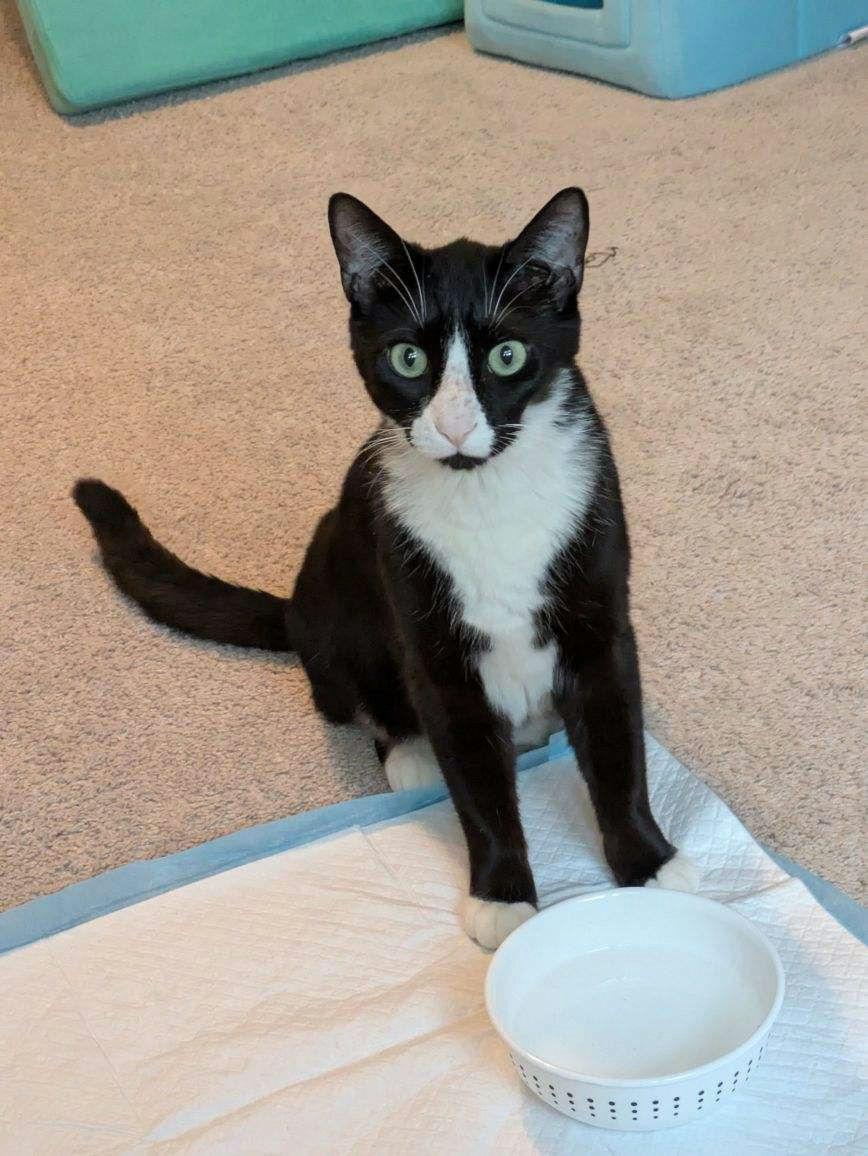 Mr Kitty, Adult Male unknown