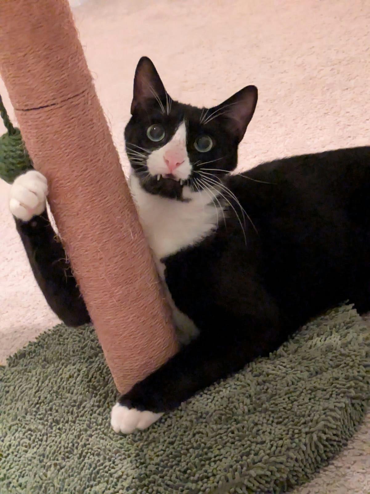 Mr Kitty photo 4