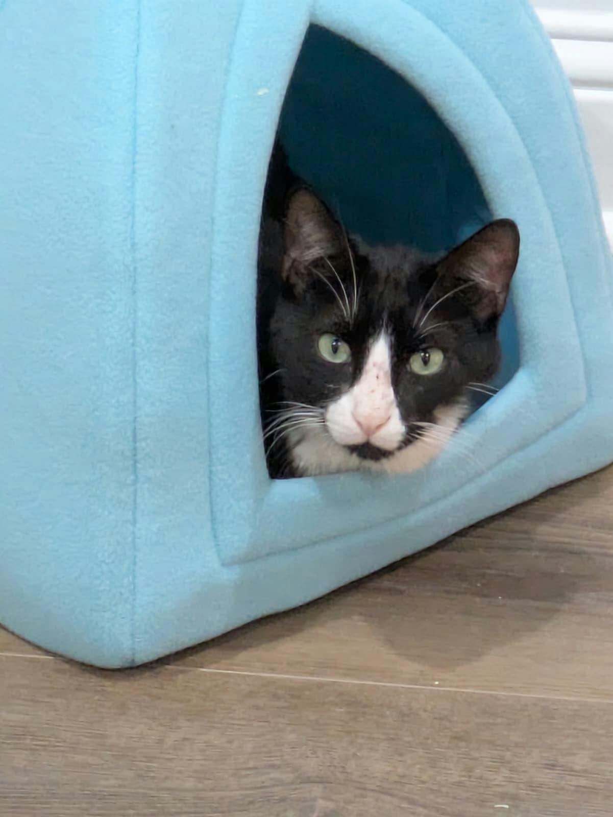 Mr Kitty photo 2