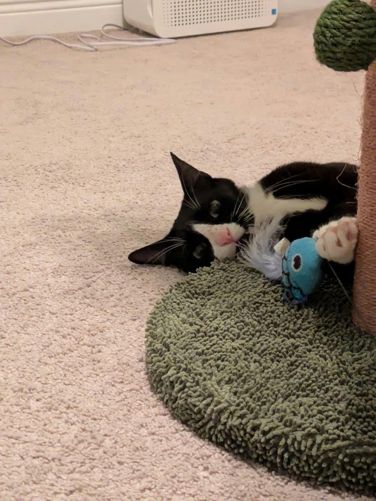Mr Kitty photo 5