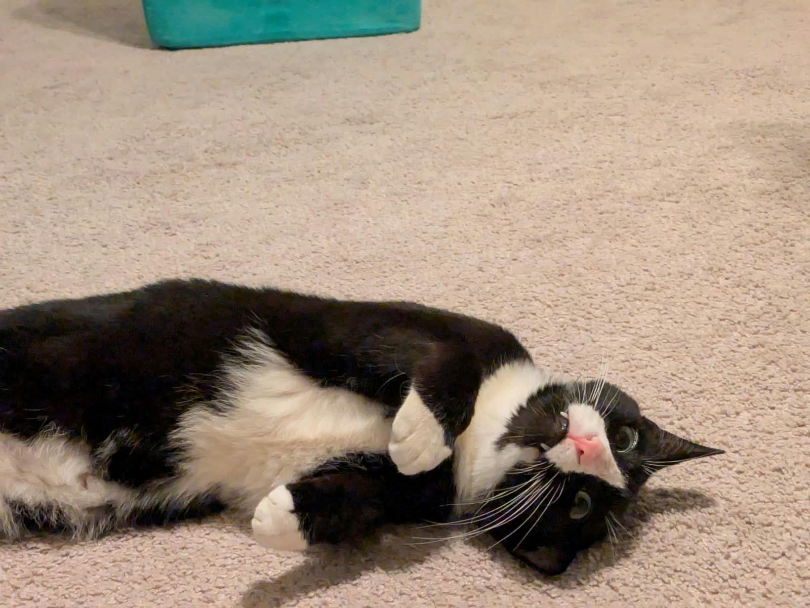 Mr Kitty photo 6