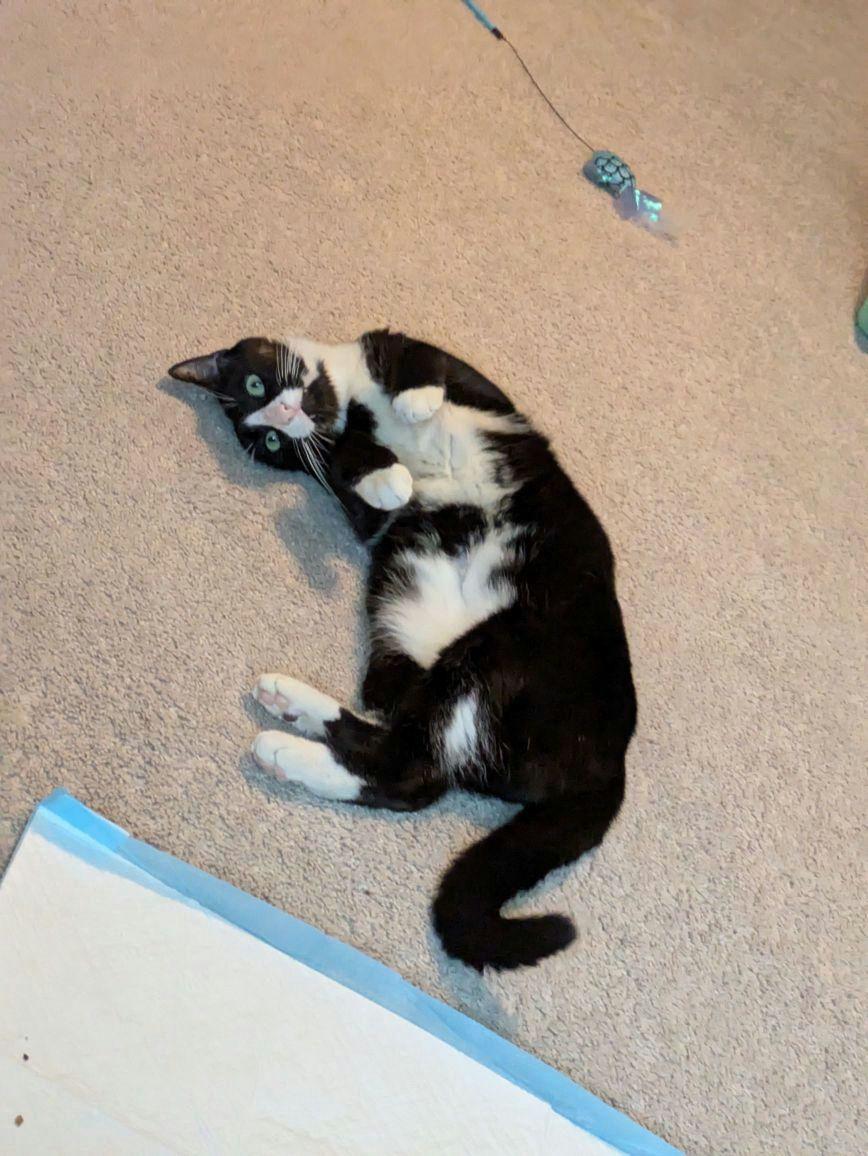 Mr Kitty photo 3