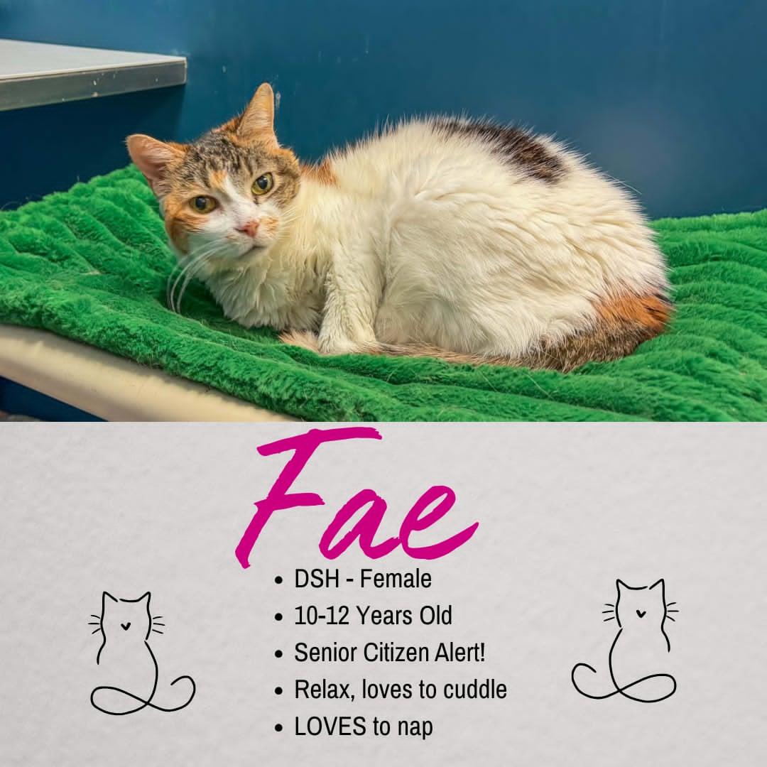 Fae, adoptable, Senior Male Domestic Medium Hair.