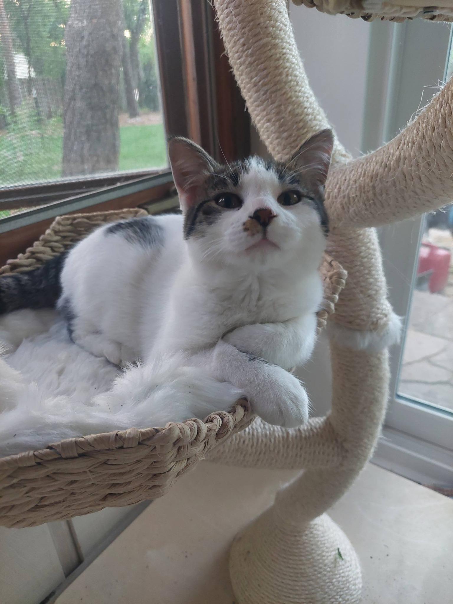 Archie, ADOPTABLE, Kitten Male Domestic Short Hair.