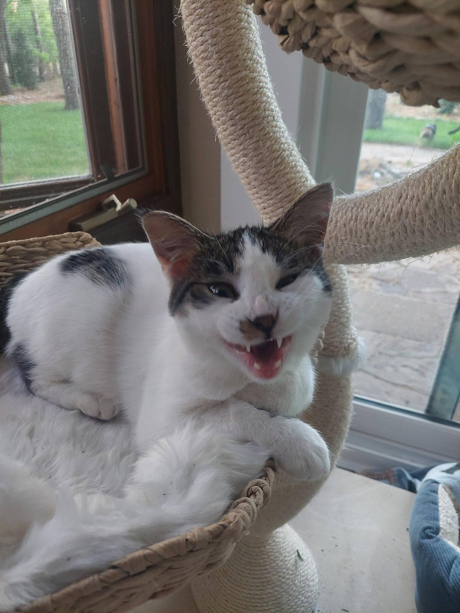 Enlarge Archie, a ADOPTABLE Domestic Short Hair in Menasha, WI image 4/5