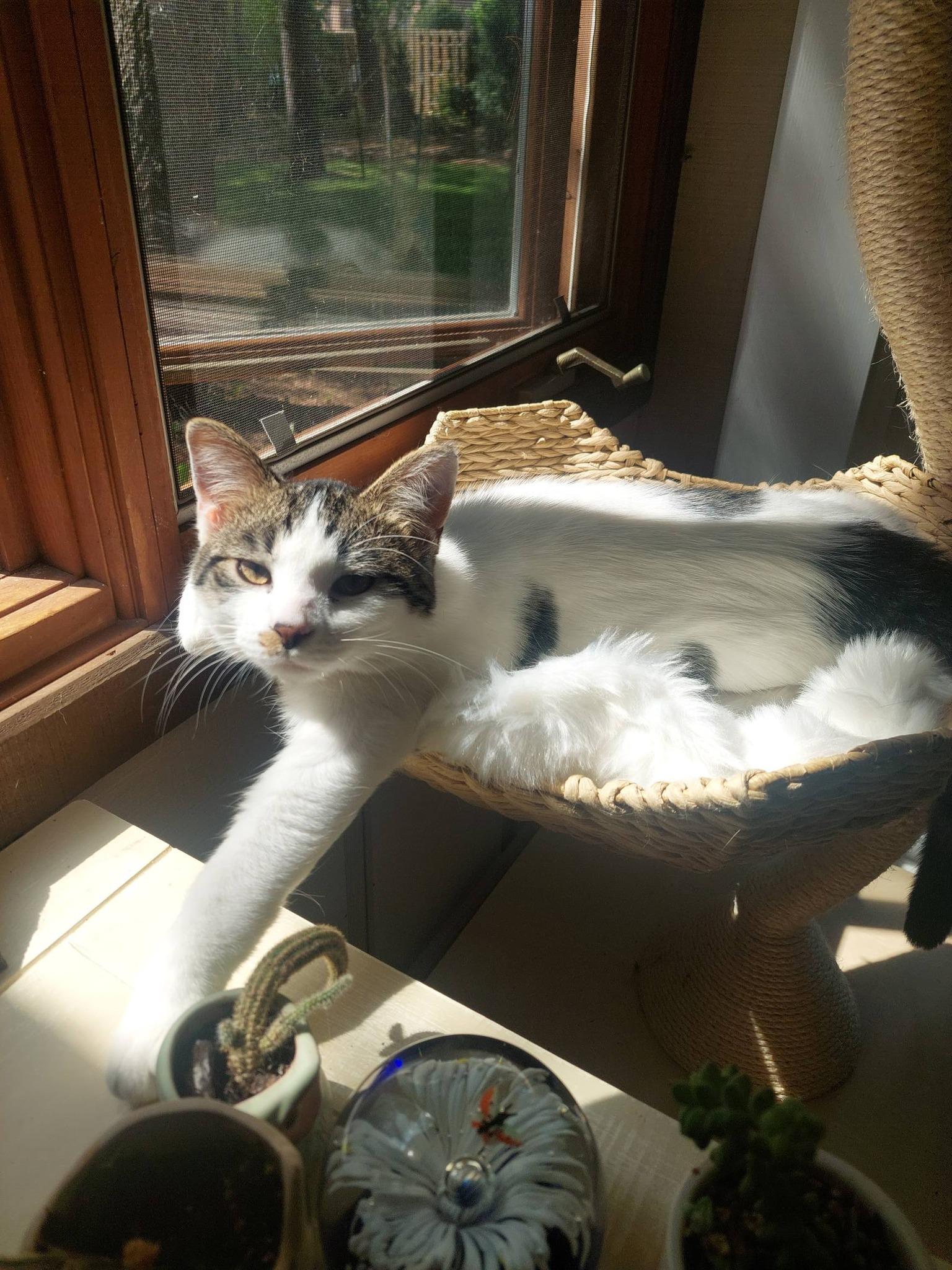 Enlarge Archie, a ADOPTABLE Domestic Short Hair in Menasha, WI image 2/5