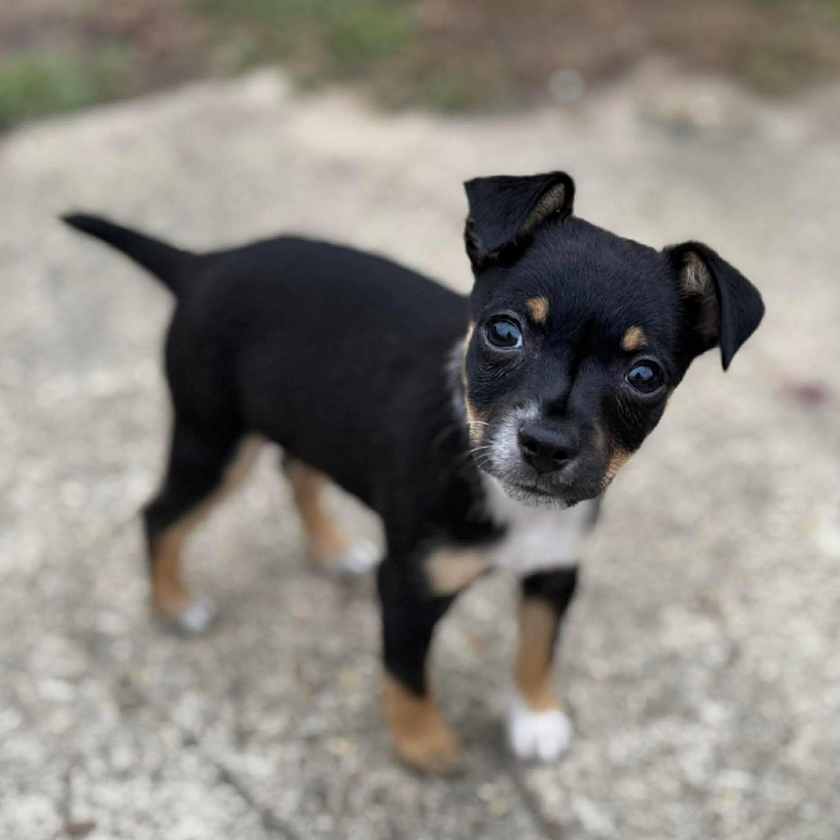 Enlarge Loki, a ADOPTABLE mixed breed in Windsor, ON image 1/6