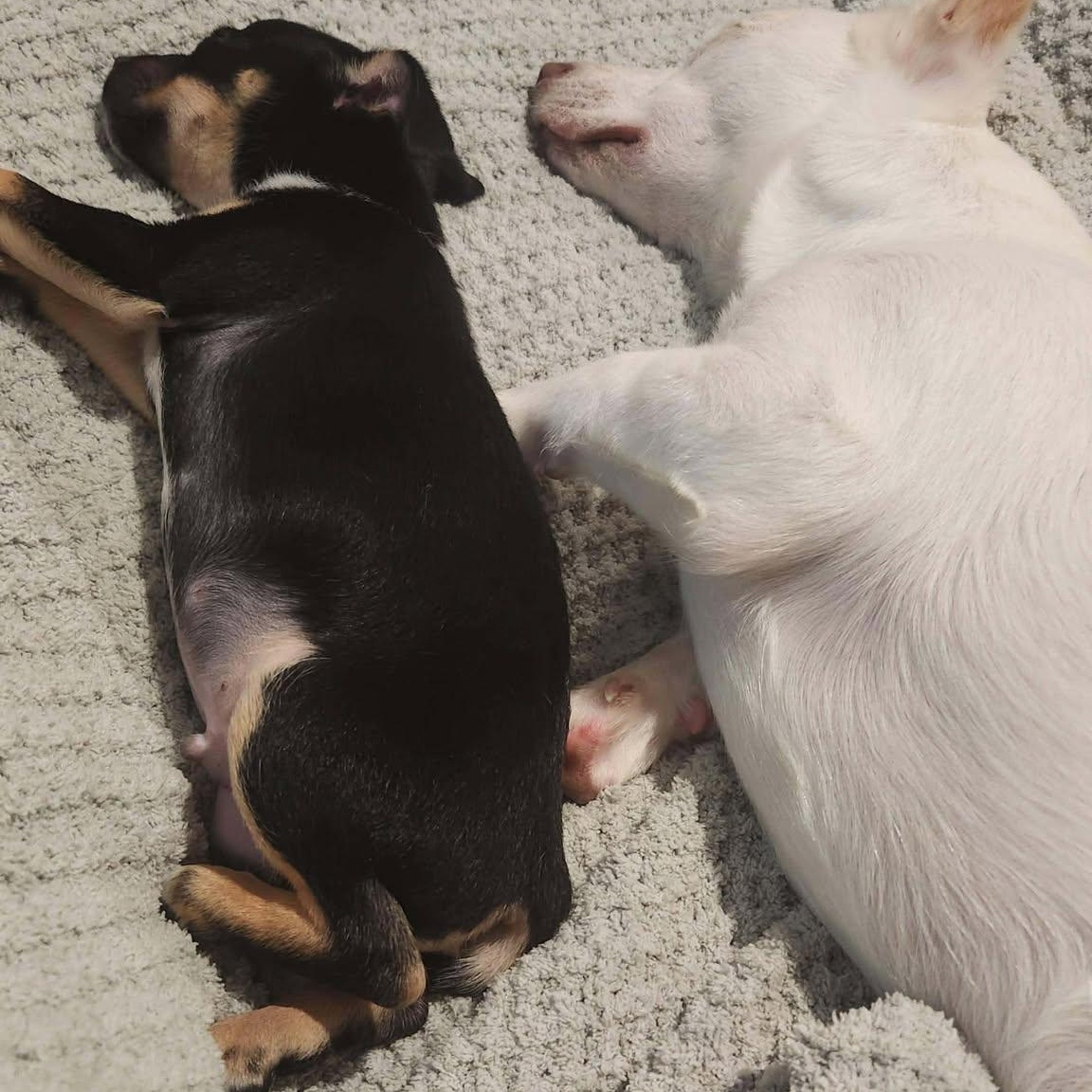 Enlarge Loki, a ADOPTABLE mixed breed in Windsor, ON image 6/6