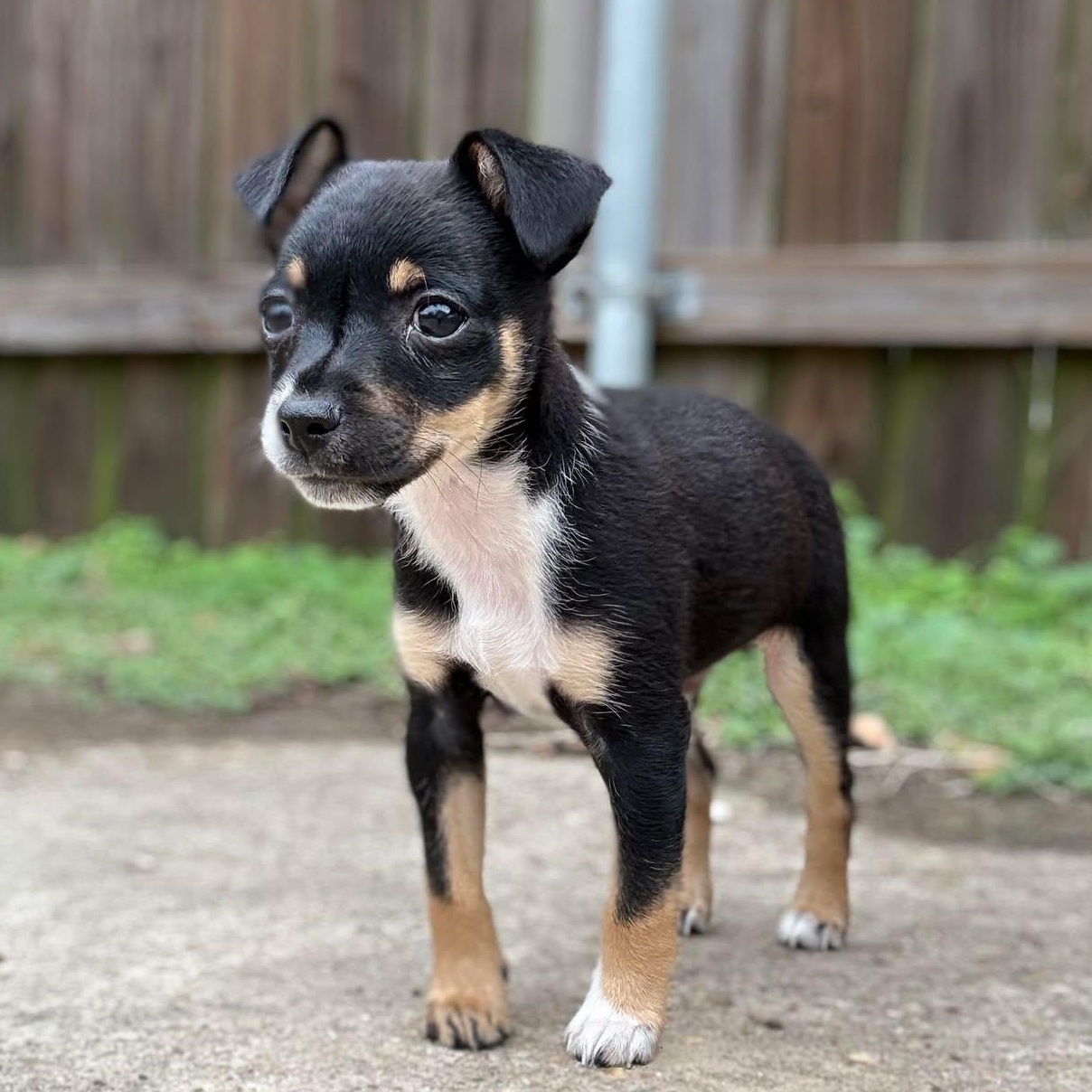 Enlarge Loki, a ADOPTABLE mixed breed in Windsor, ON image 4/6