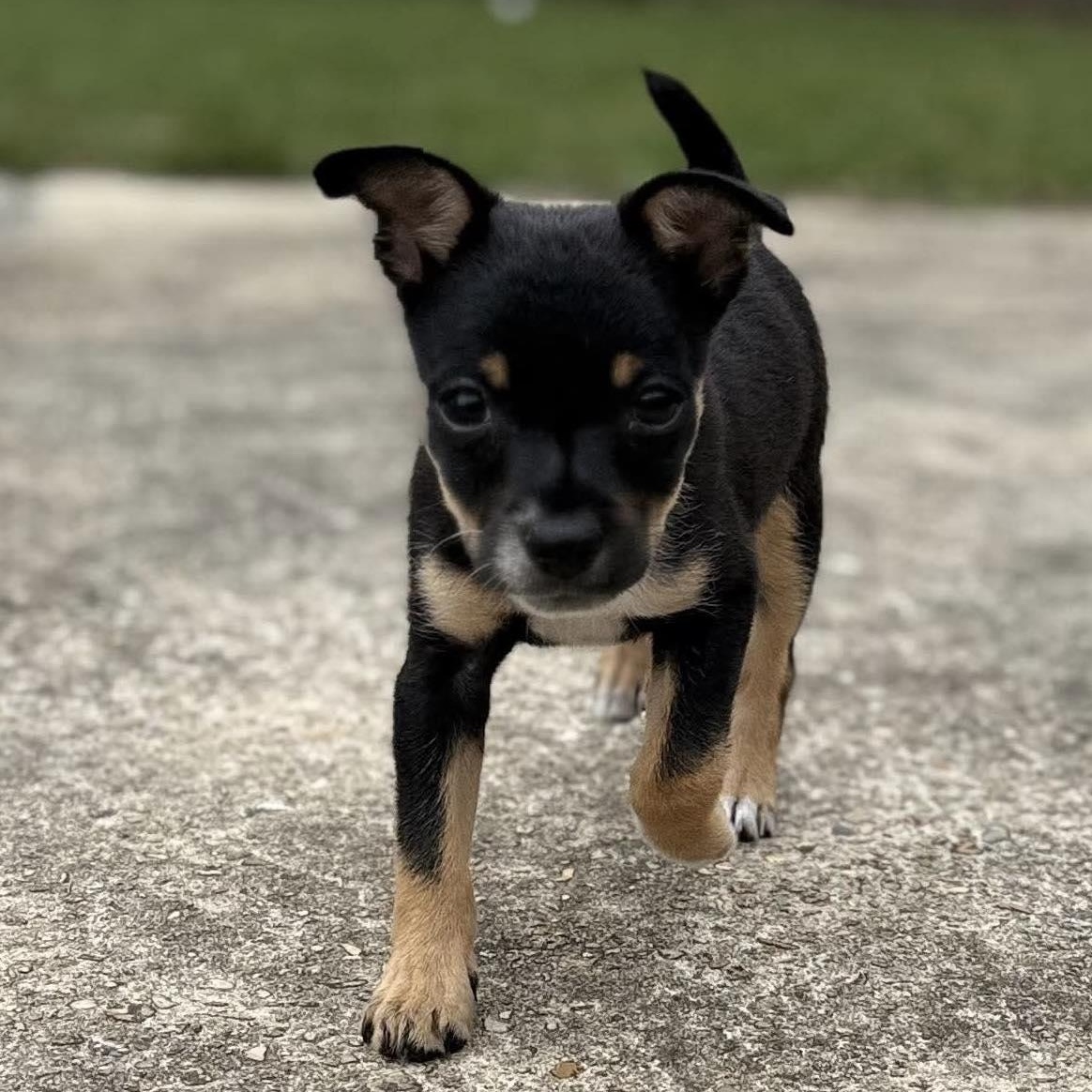 Enlarge Loki, a ADOPTABLE mixed breed in Windsor, ON image 5/6