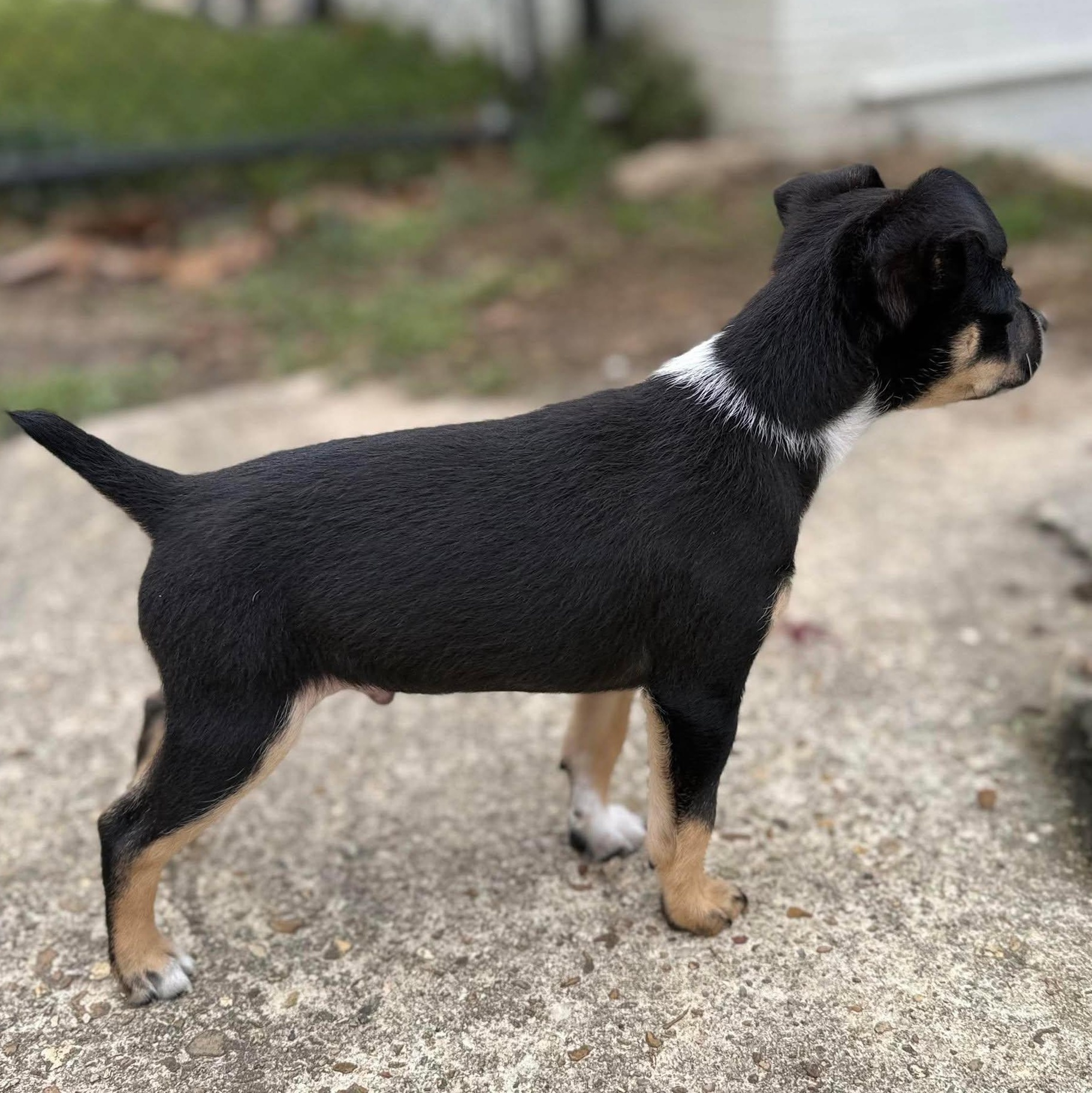 Enlarge Loki, a ADOPTABLE mixed breed in Windsor, ON image 2/6