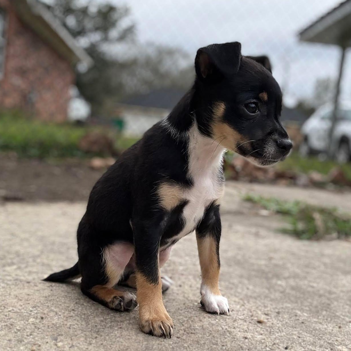 Enlarge Loki, a ADOPTABLE mixed breed in Windsor, ON image 3/6