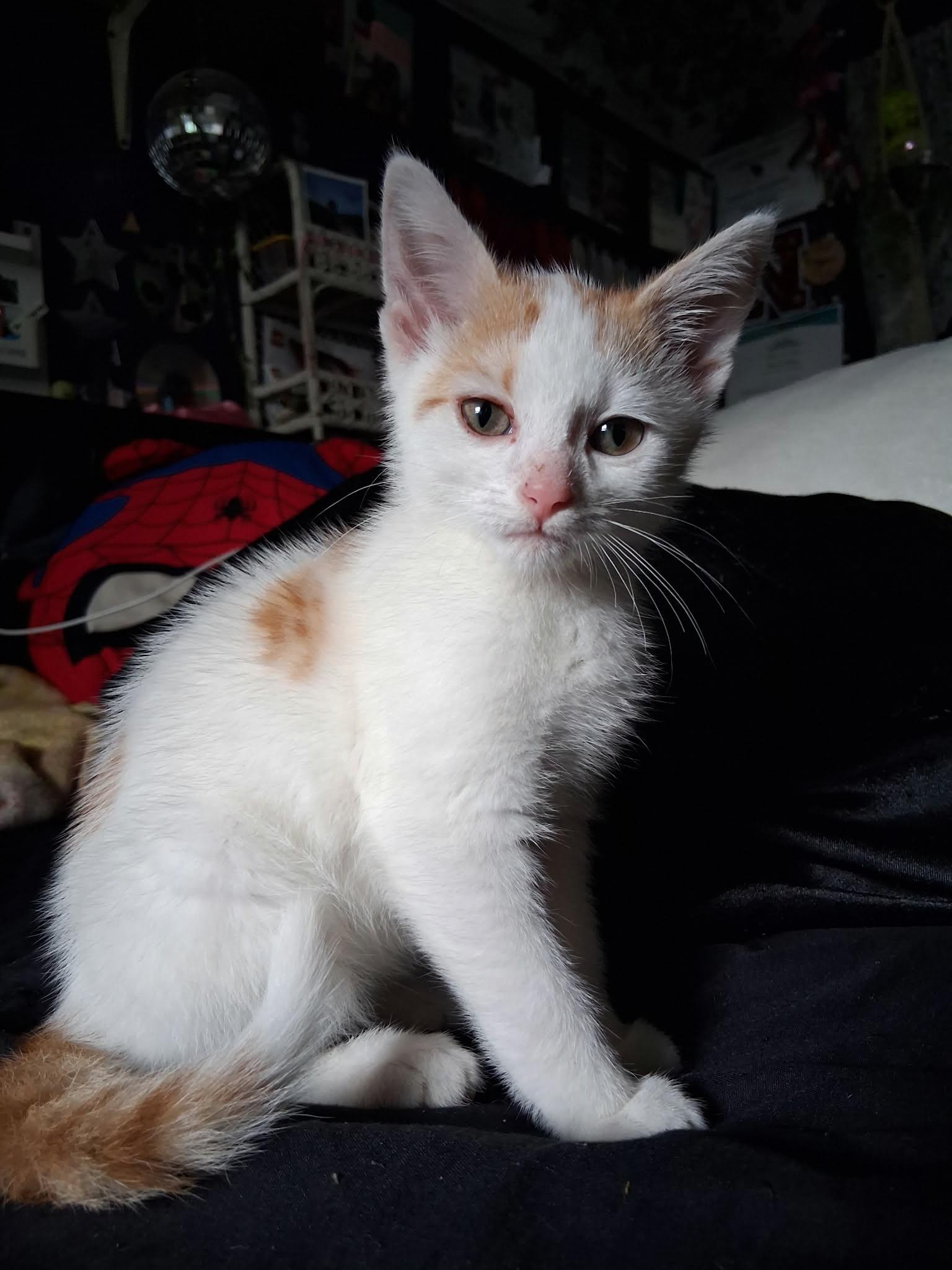 Mr Oliver, Adopted, Kitten Male American Shorthair & Turkish Van.