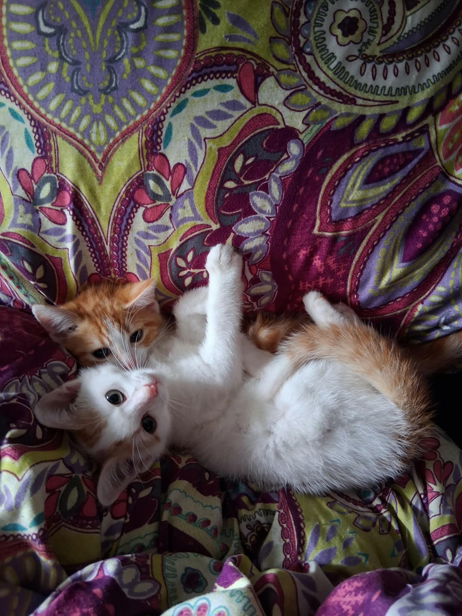 Enlarge Mr Oliver, a Adopted mixed breed in Newark valley, NY image 5/5
