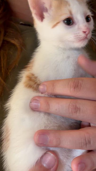 Enlarge Mr Oliver, a Adopted mixed breed in Newark valley, NY video 2/5
