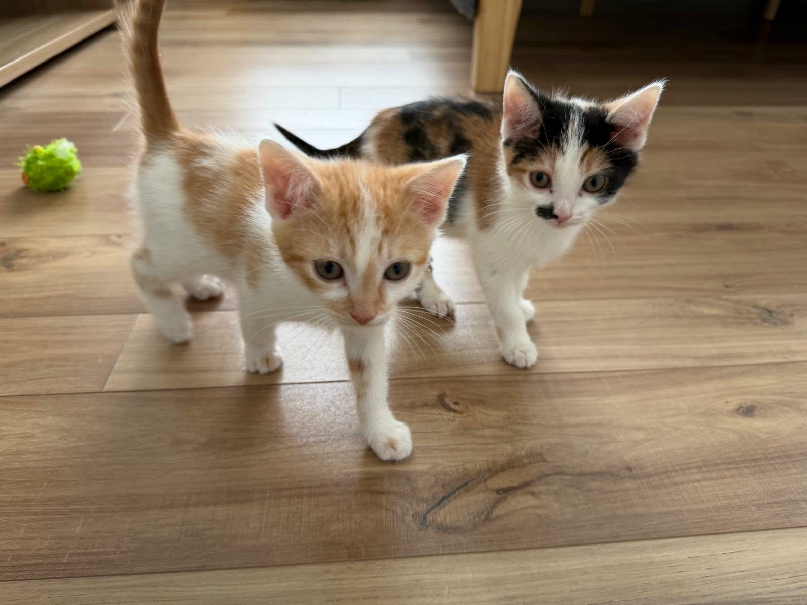 Baby Kitties (#110 & #111), a ADOPTABLE Domestic Short Hair in Johnston, RI image 2/6