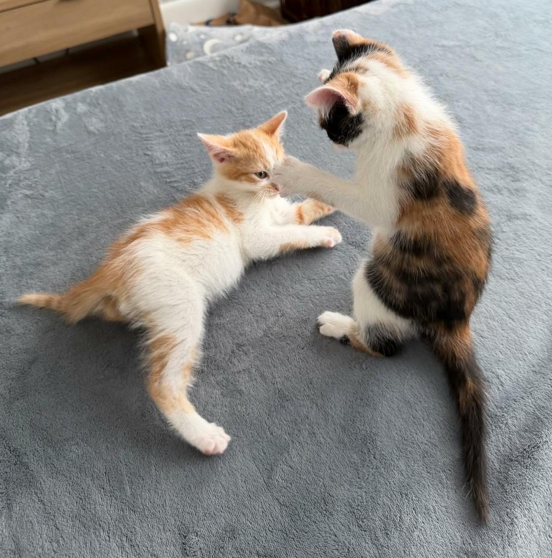 Baby Kitties (#110 & #111), a ADOPTABLE Domestic Short Hair in Johnston, RI image 5/6