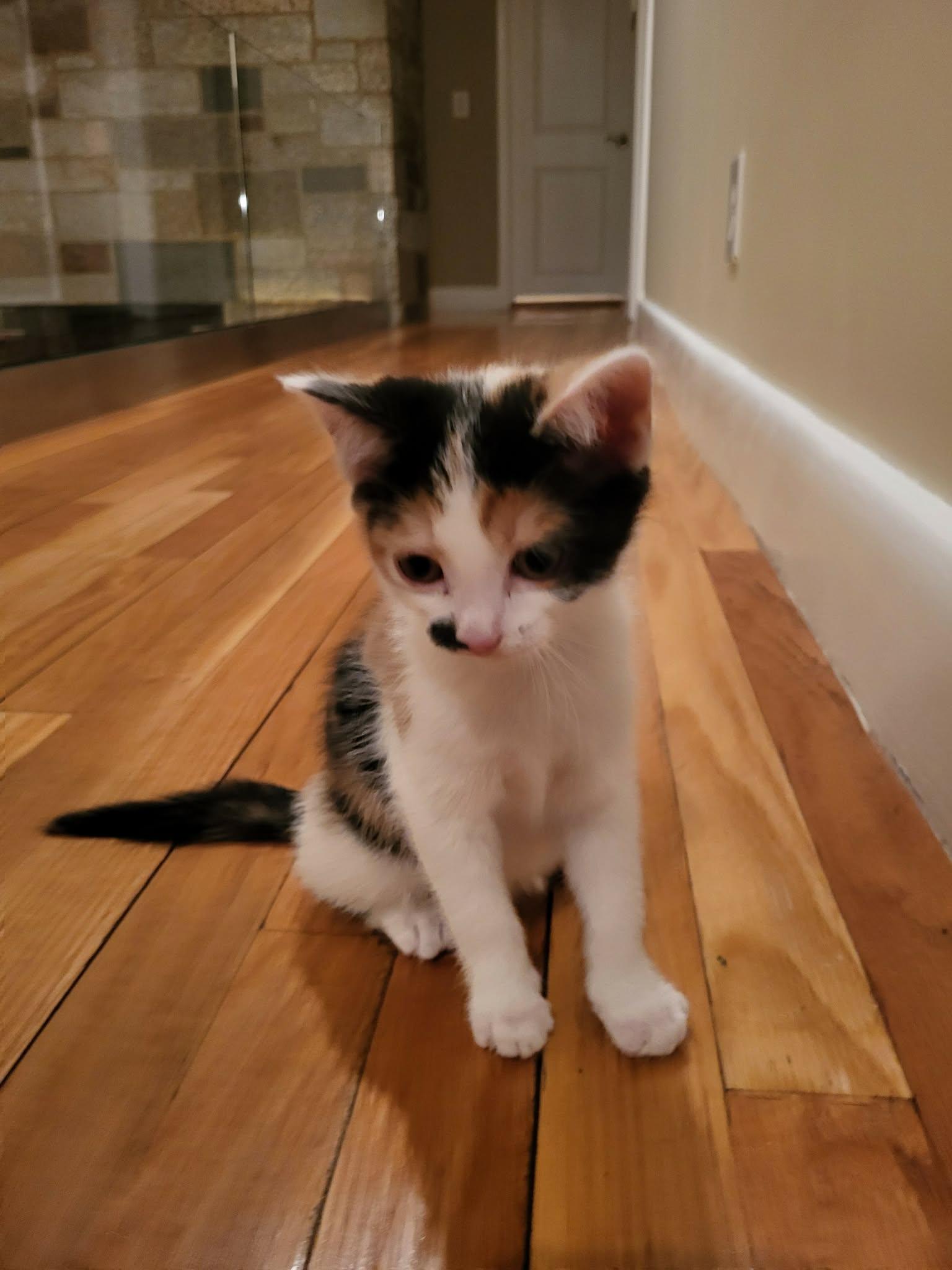 Baby Kitties (#110 & #111), a ADOPTABLE Domestic Short Hair in Johnston, RI image 6/6
