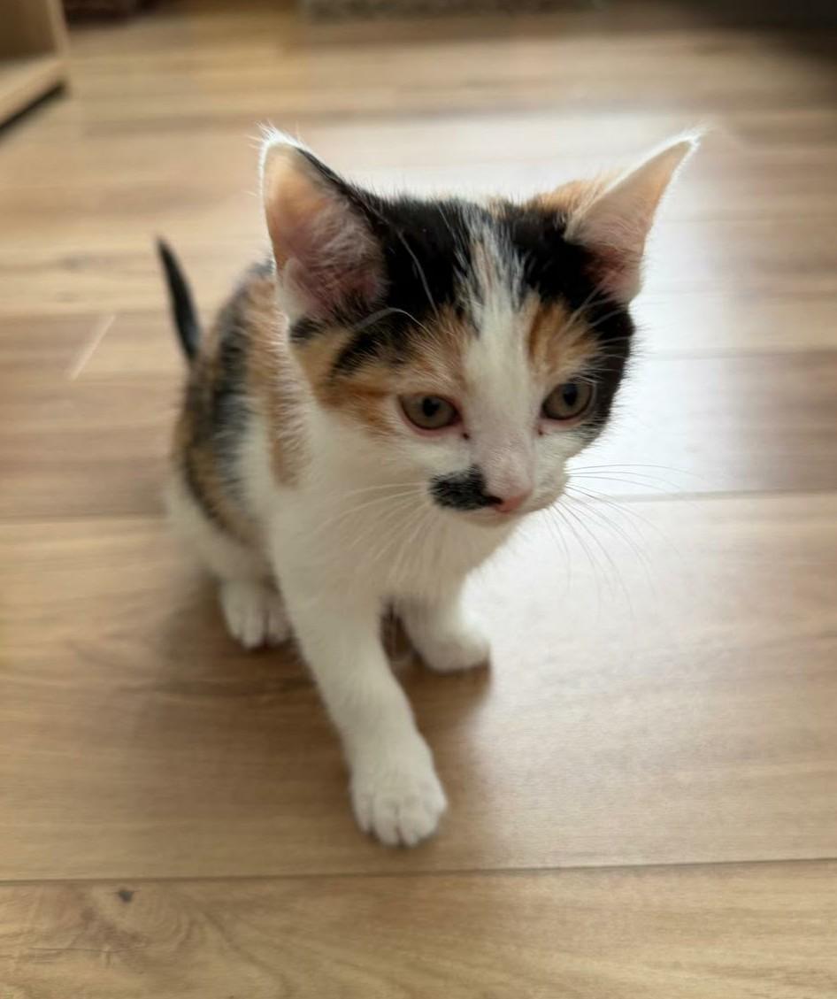 Baby Kitties (#110 & #111), a ADOPTABLE Domestic Short Hair in Johnston, RI image 4/6
