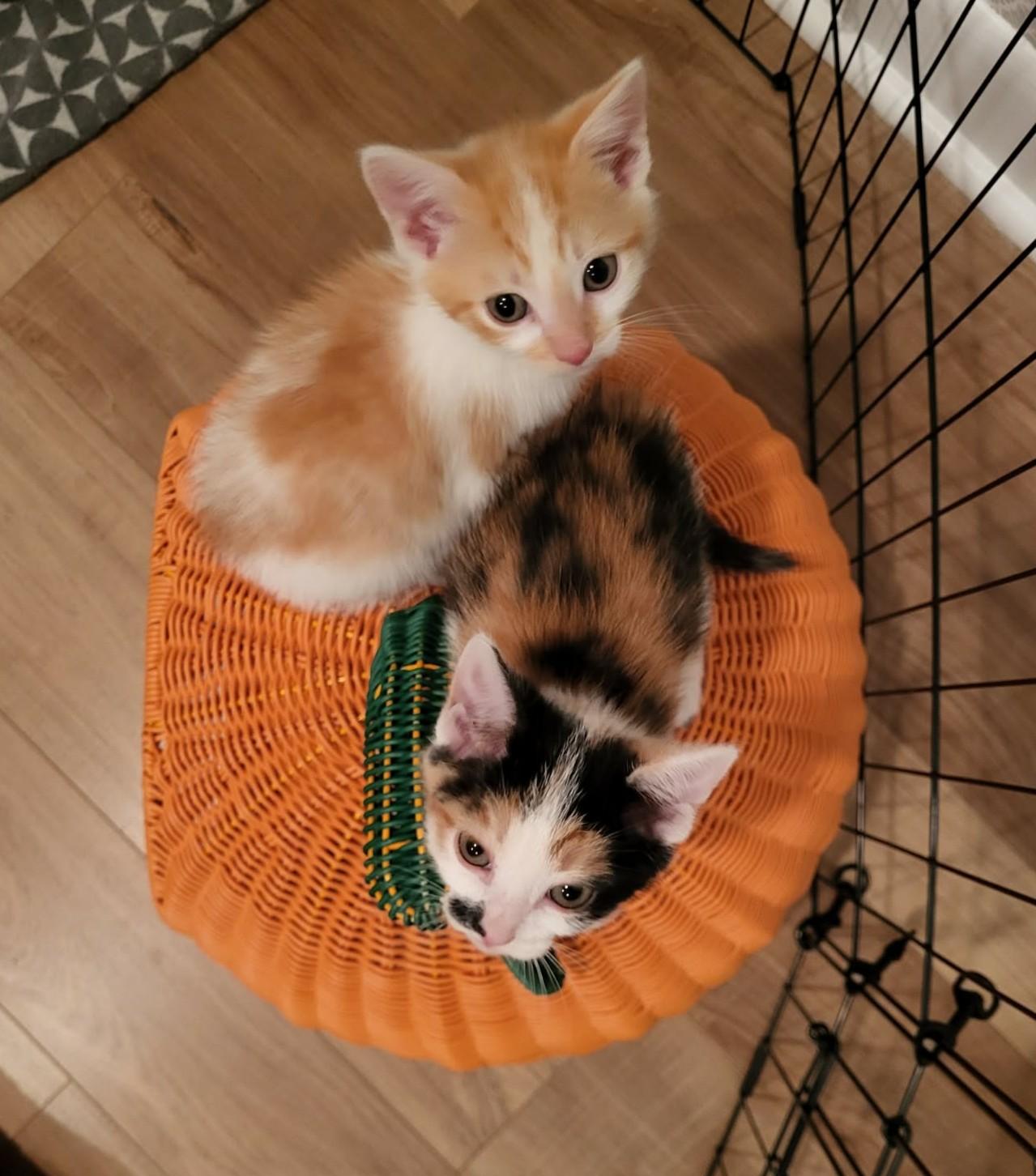 Baby Kitties (#110 & #111), a ADOPTABLE Domestic Short Hair in Johnston, RI image 1/6