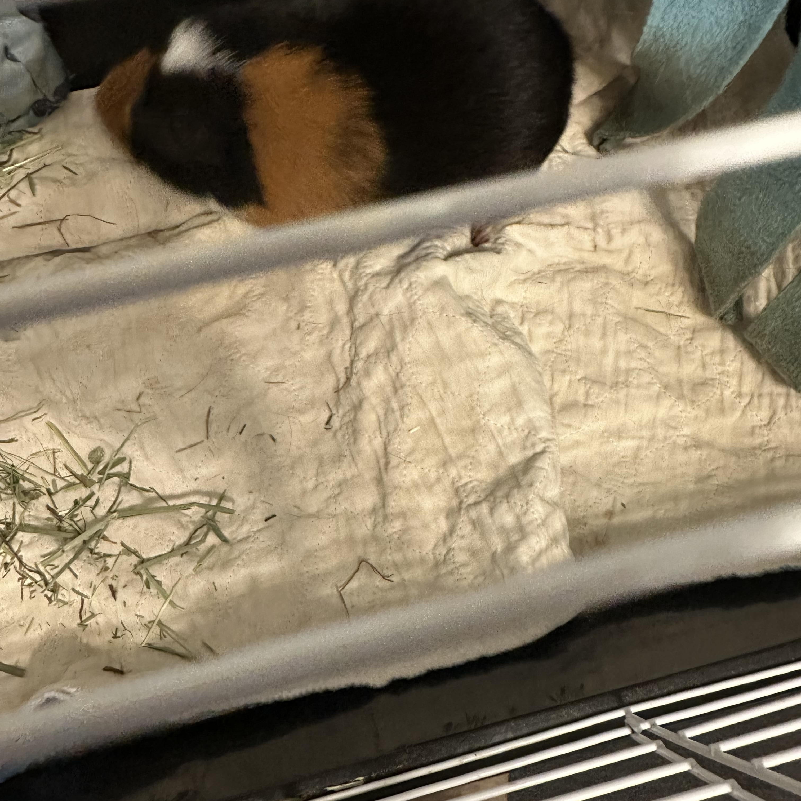 Mr. Pigglestein, a Adoptable Guinea Pig in Knoxville, TN image 2/4