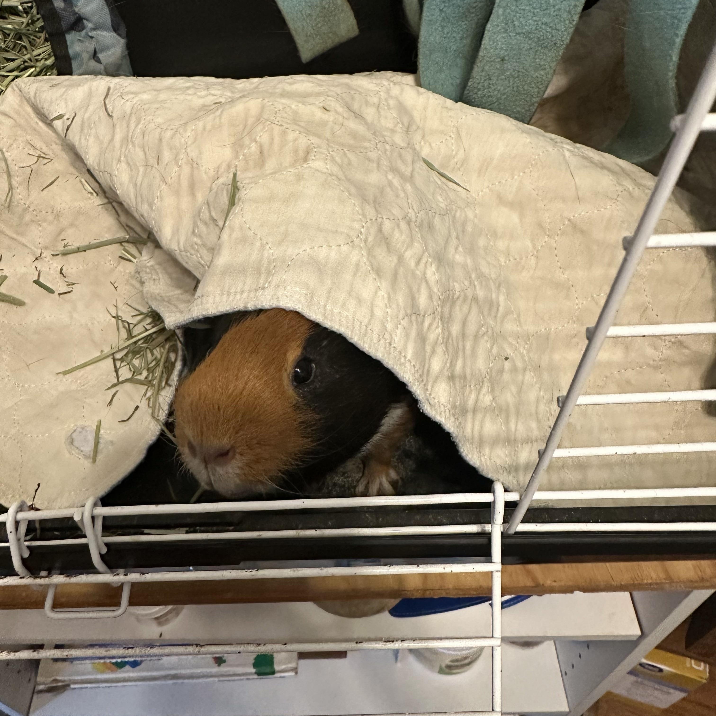 Mr. Pigglestein, a Adoptable Guinea Pig in Knoxville, TN image 3/4