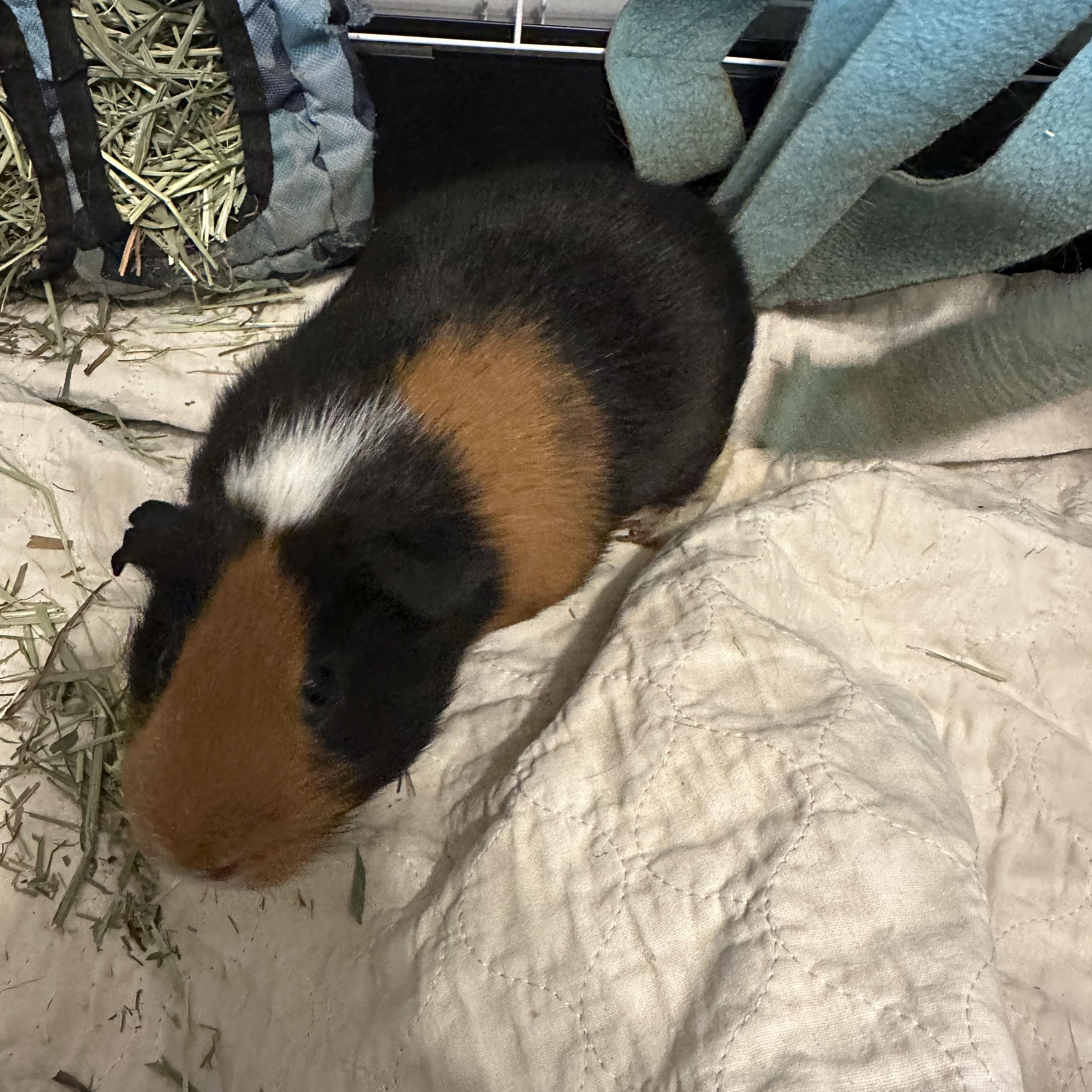 Mr. Pigglestein, Adoptable, Young Male Guinea Pig.