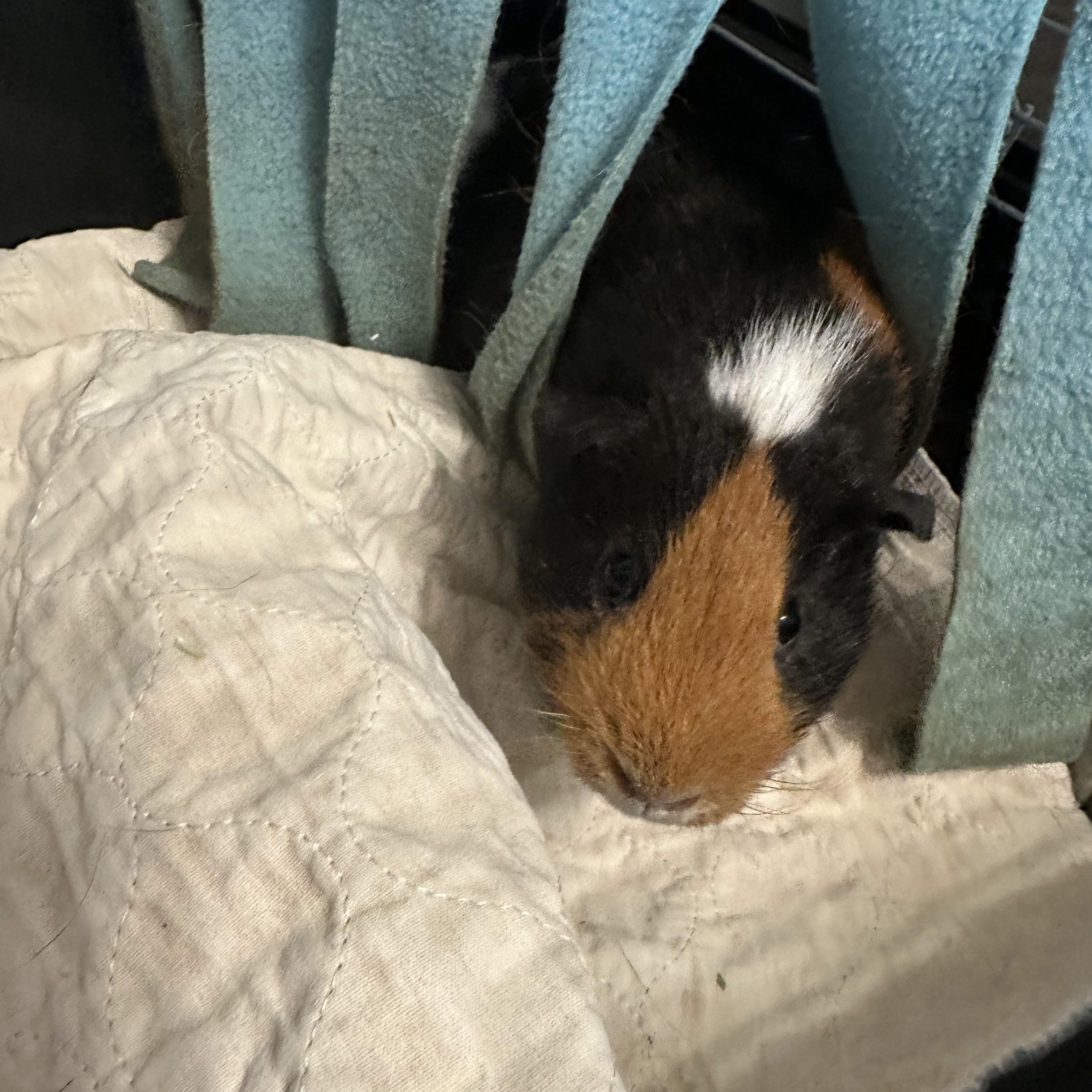 Mr. Pigglestein, a Adoptable Guinea Pig in Knoxville, TN image 4/4