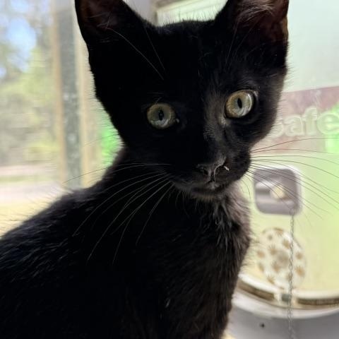 Enlarge Freddy, a ADOPTABLE Domestic Short Hair in Beaufort, SC image 5/6