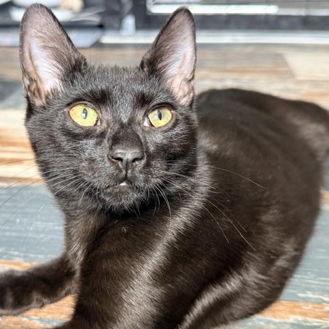 Freddy, ADOPTABLE, Kitten Male Domestic Short Hair.