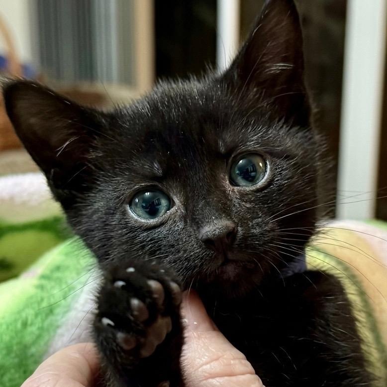 Enlarge Freddy, a ADOPTABLE Domestic Short Hair in Beaufort, SC image 6/6